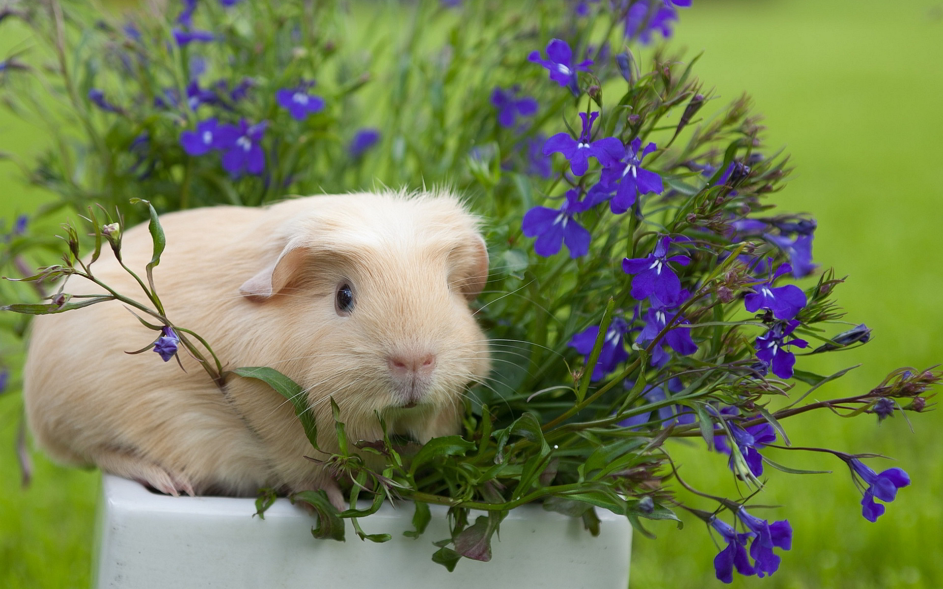 guinea pig flower | Animals HD Wallpapers | Pinterest | Animal