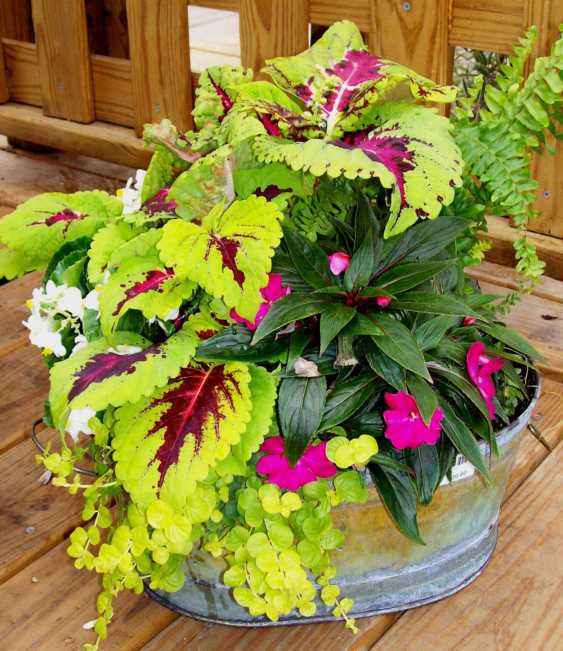 Shade to part shade using coleus, New Guinea impatiens, ferns and ...