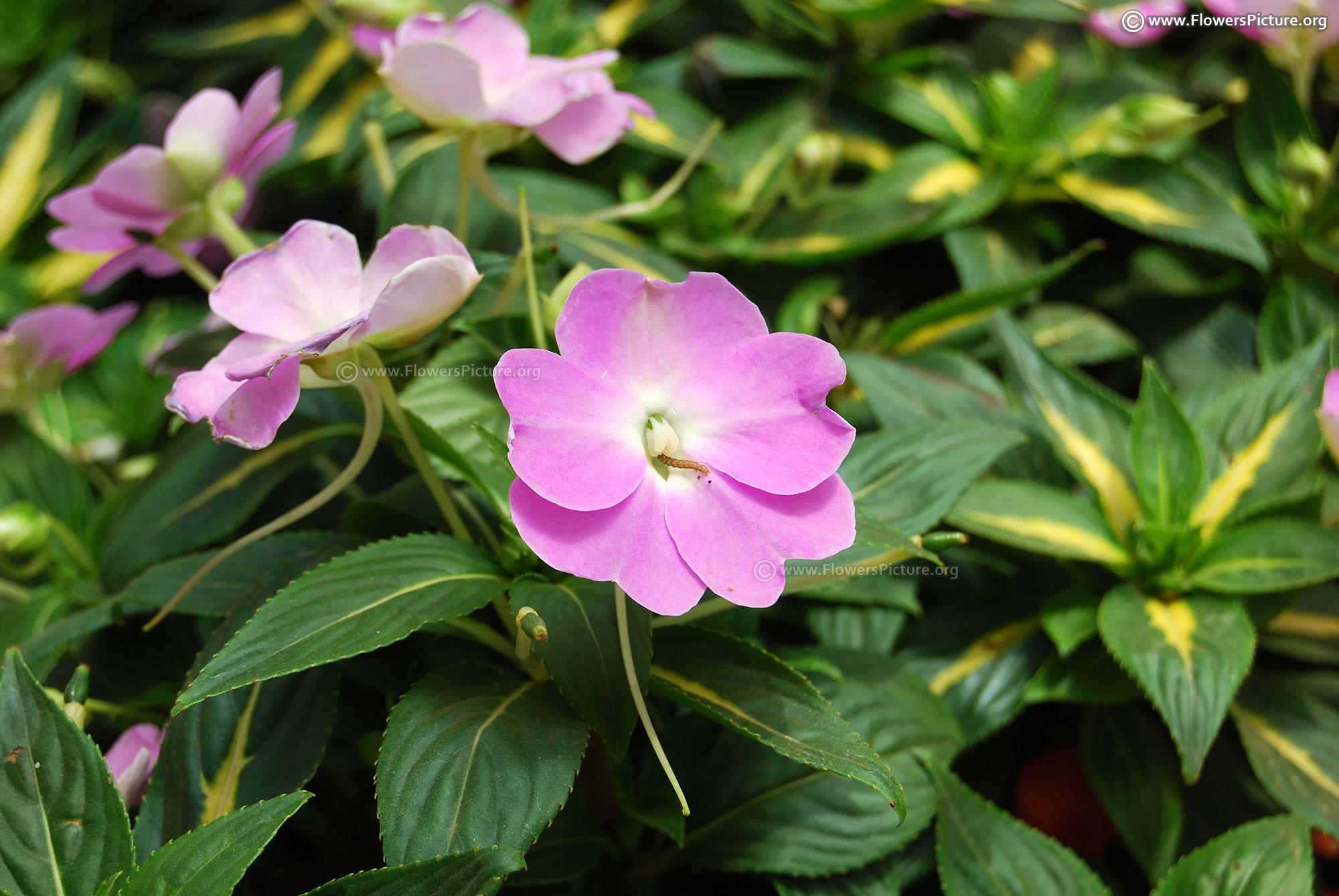 Flowers by Name-N-new guinea impatiens