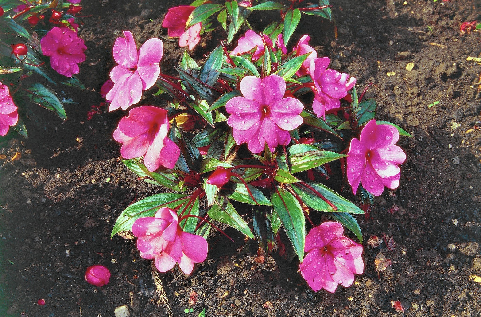 What is causing New Guinea impatiens wilt? - The Morning Call