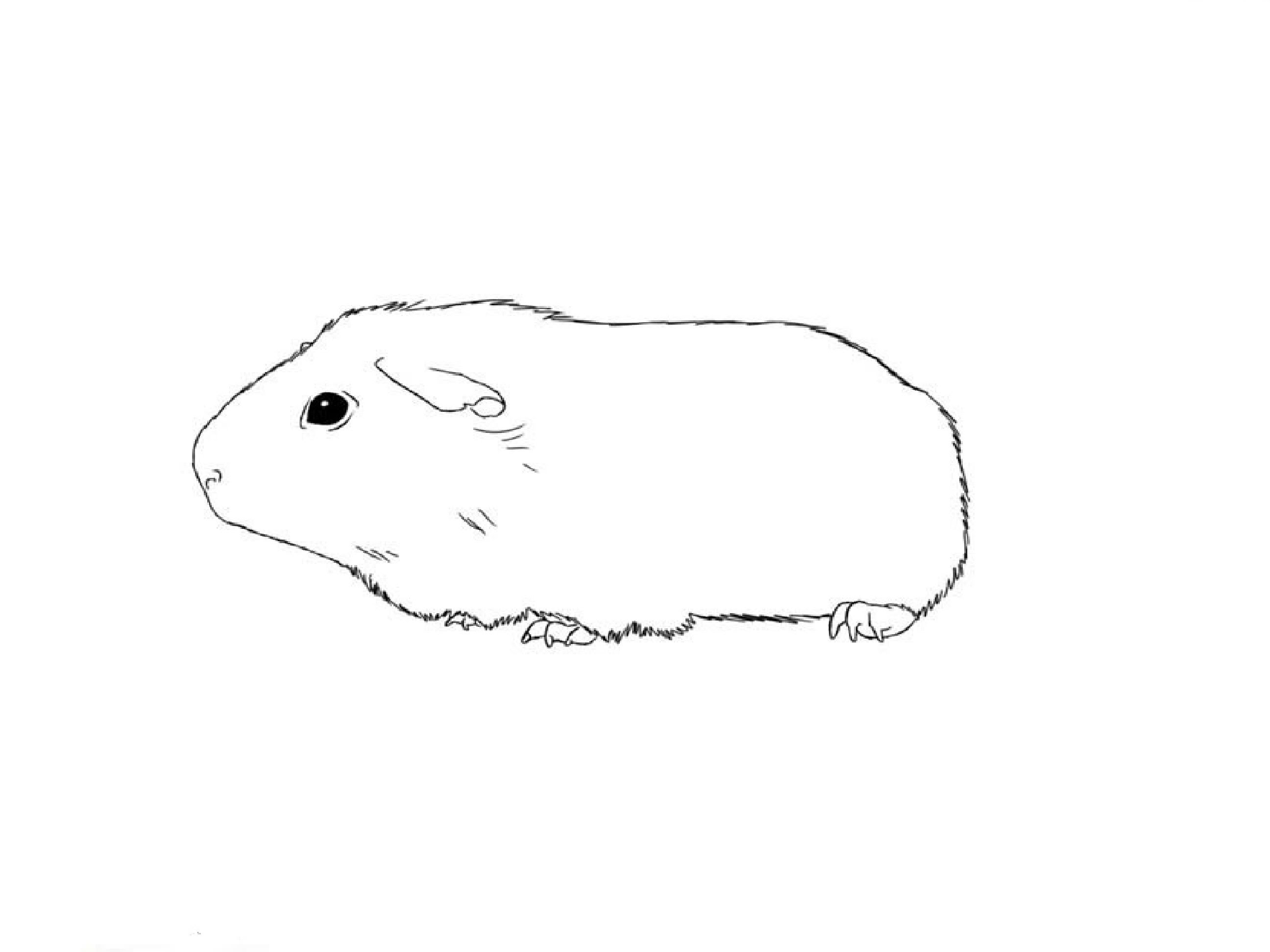 How to Draw a Guinea pig / Как нарисовать морскую свинку - YouTube