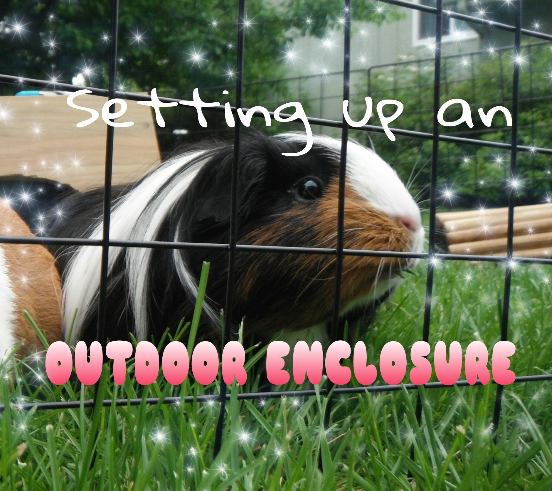 Setting Up an Outdoor Guinea Pig Enclosure (READ DESCRIPTION) - YouTube