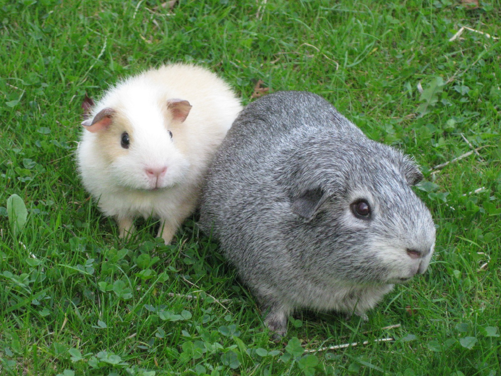 Undercover Guinea Pigs: More Outside Floor Time
