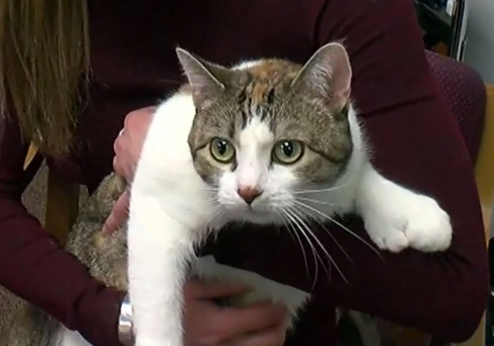 Cat is Tops in Toes for Guinness World Record | Life With Cats