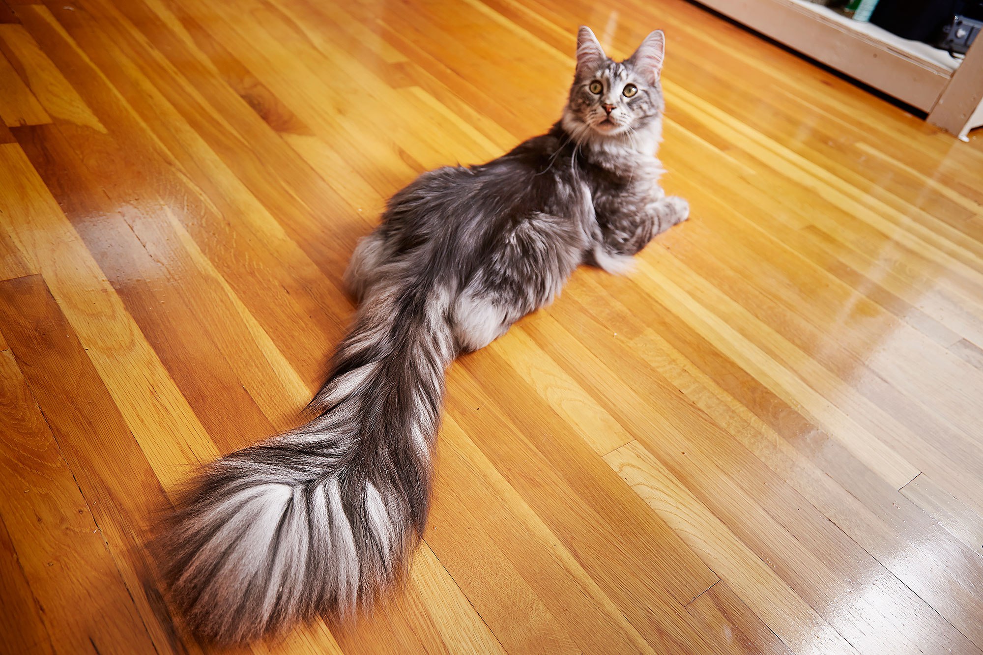 World's Longest Cat Tail Guinness World Record Holder | PEOPLE.com