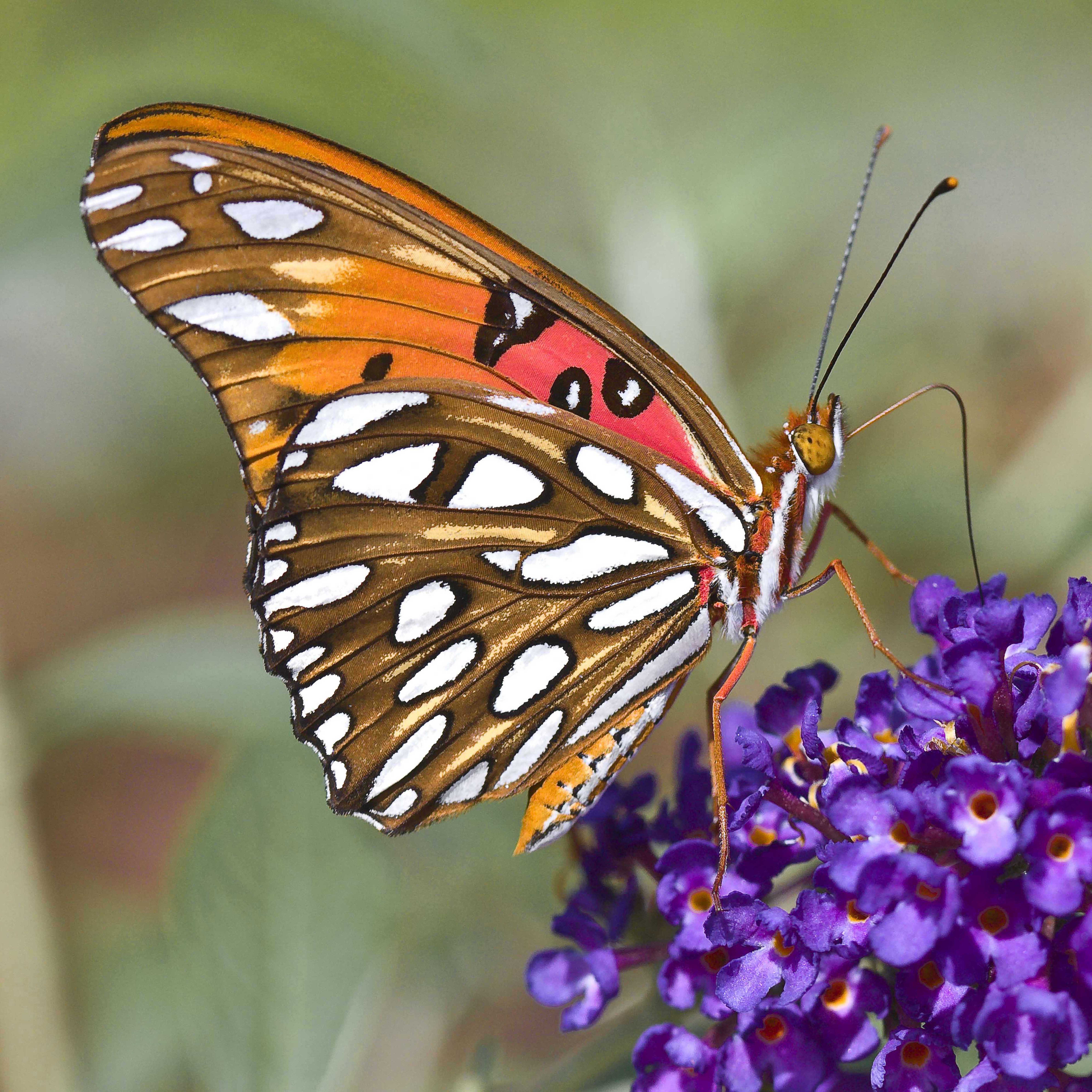 Gulf Fritillary Butterfly | naturetime