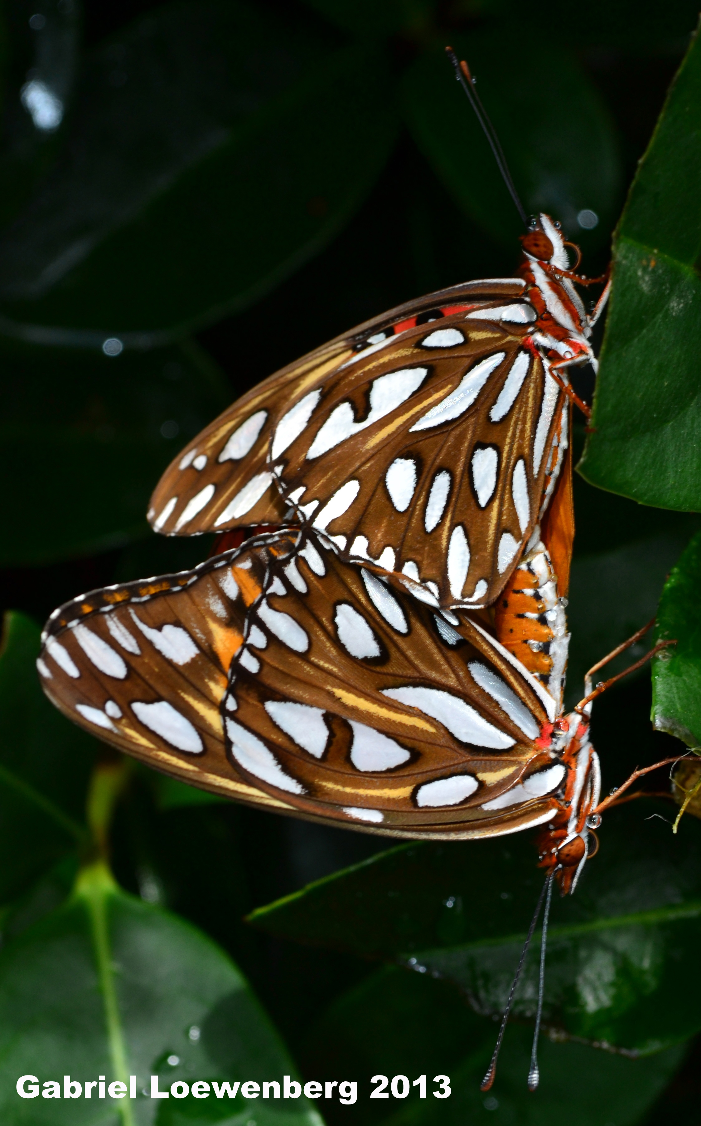 Gulf Fritillary Agraulis vanillae (Linnaeus, 1758) | Butterflies and ...