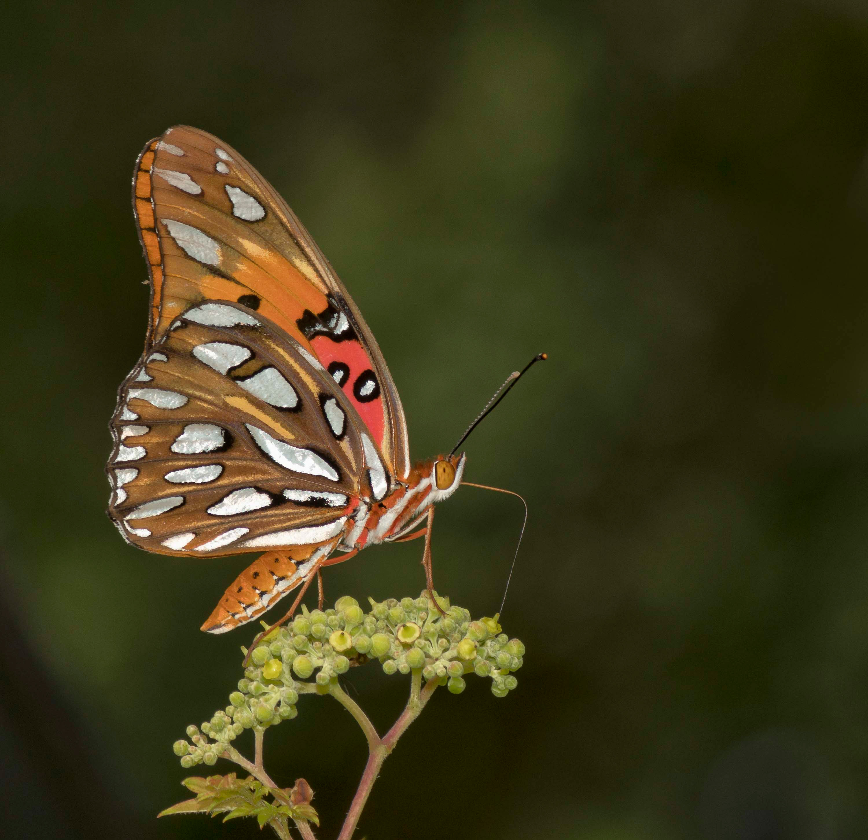 Gulf Fritillary - Alabama Butterfly Atlas