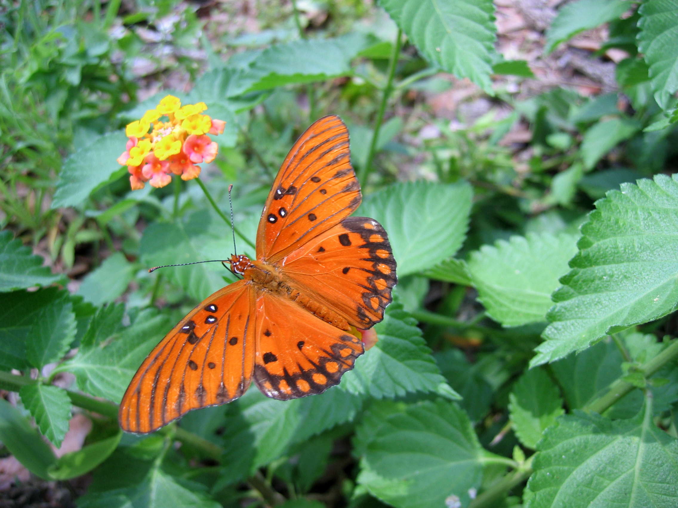 File:Gulf Fritillary Butterfly on a Lantana 17.jpg - Wikimedia Commons