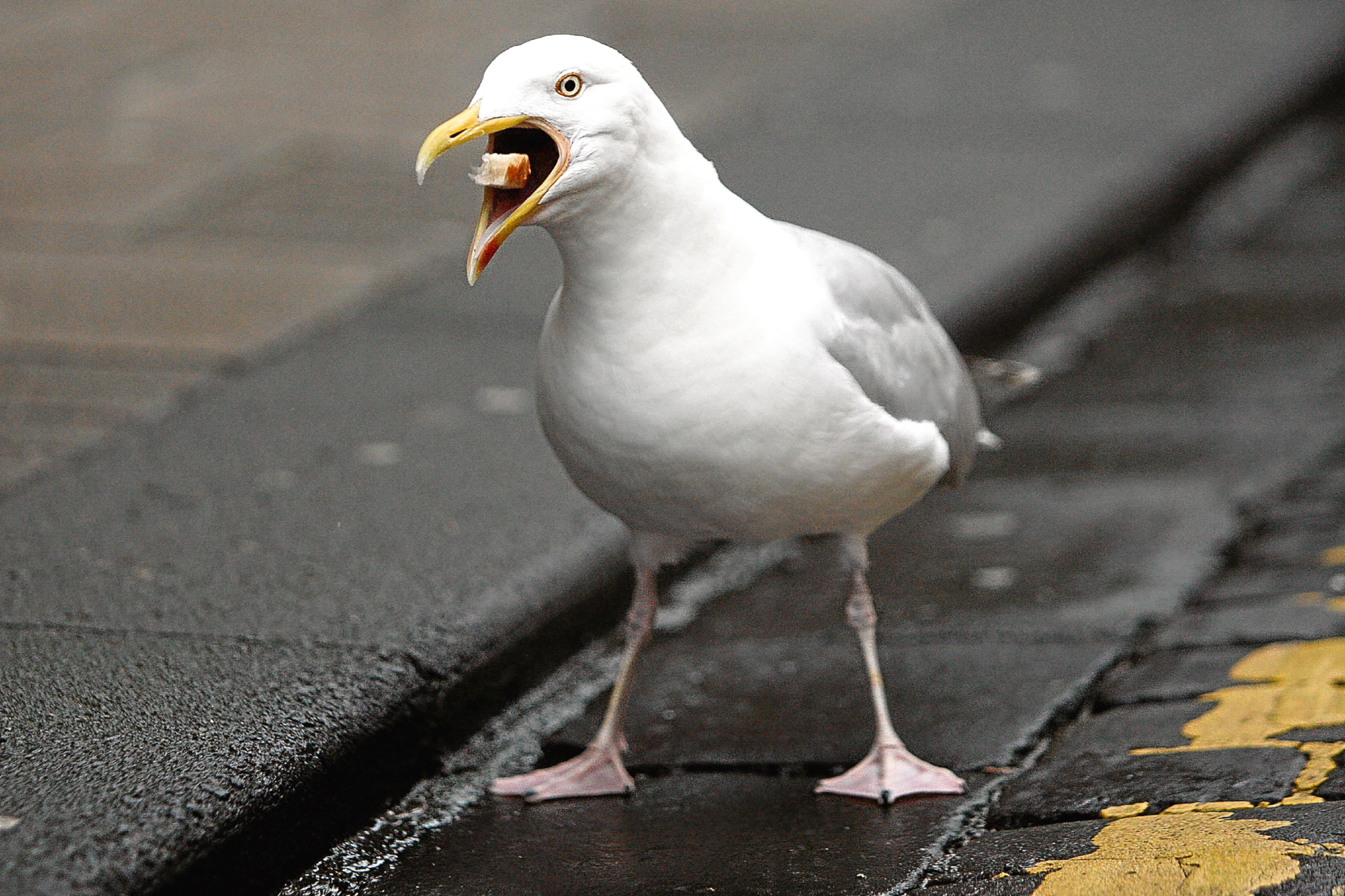 Demand for action amid gull attacks in Dundee city centre - Evening ...