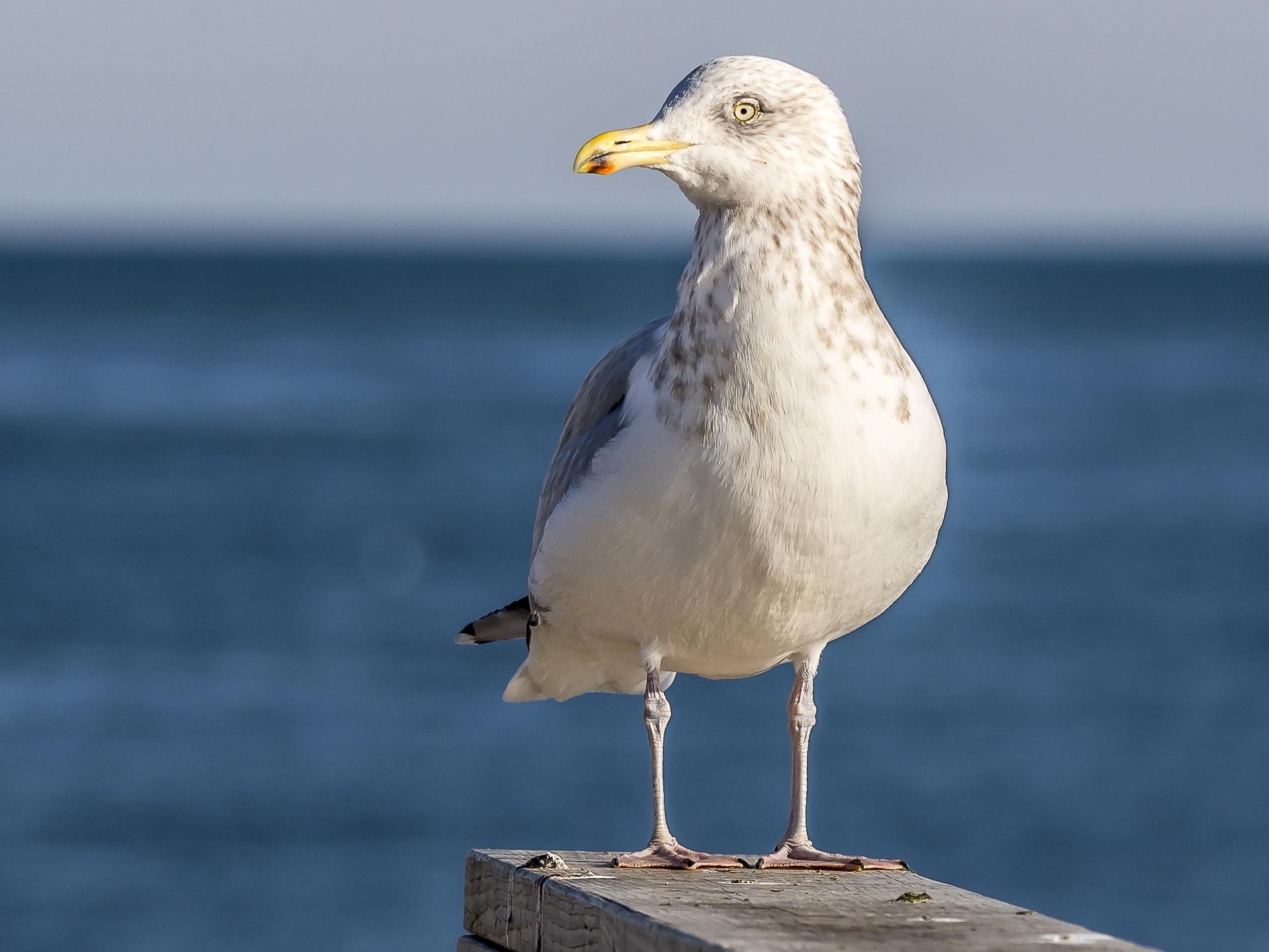 What's a Tough Call in Bird Watching? Identifying a Gull - WSJ