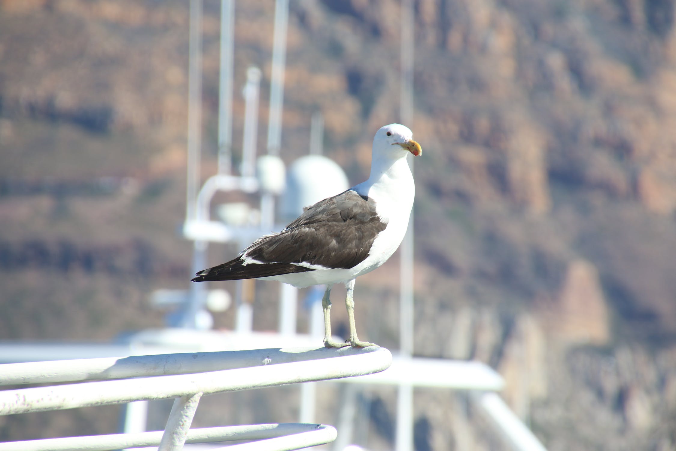 Gull rides yacht photo