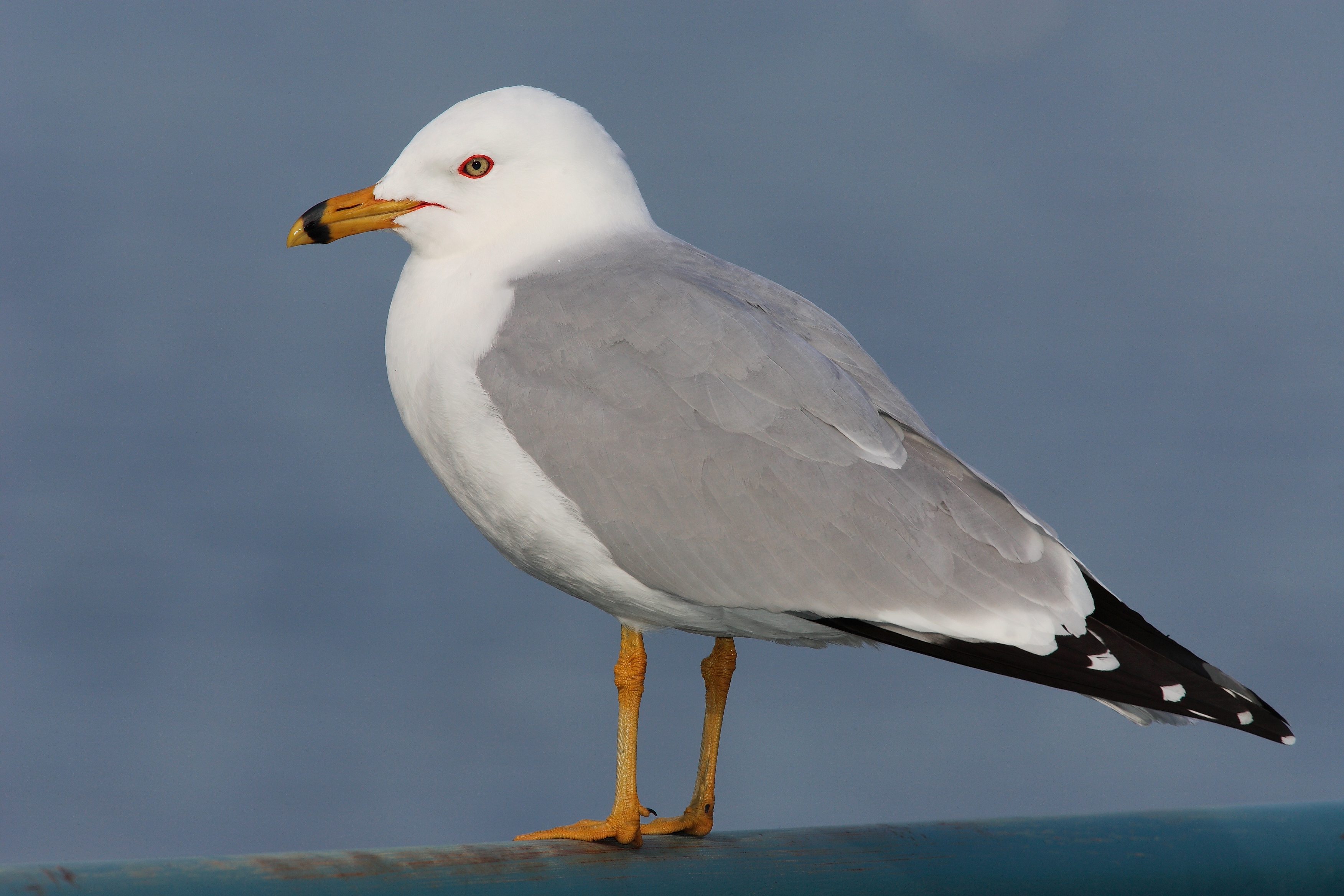 Ring-billed gull - Wikipedia