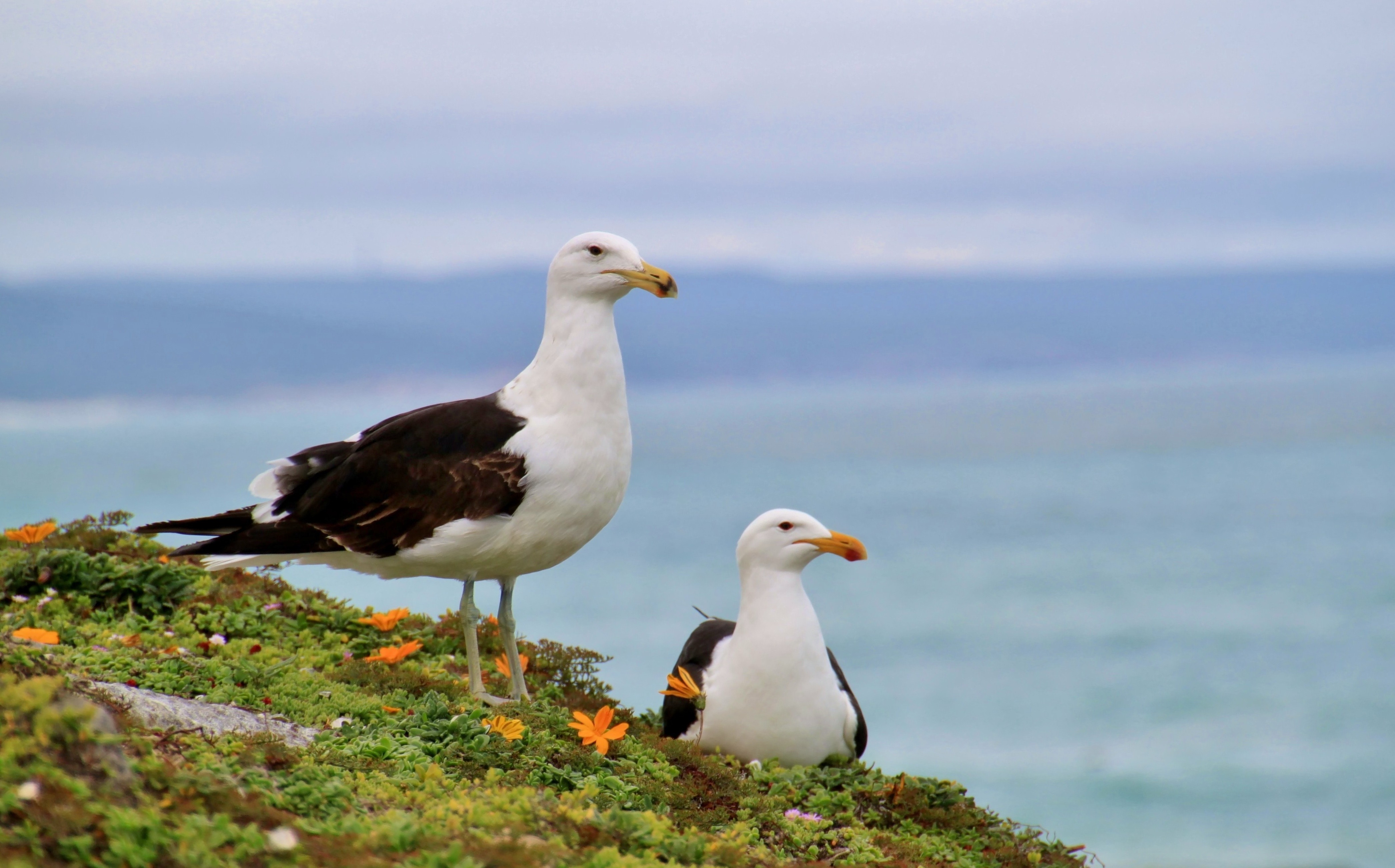 Gulls, Bird, Gull, Nature, Sea, HQ Photo