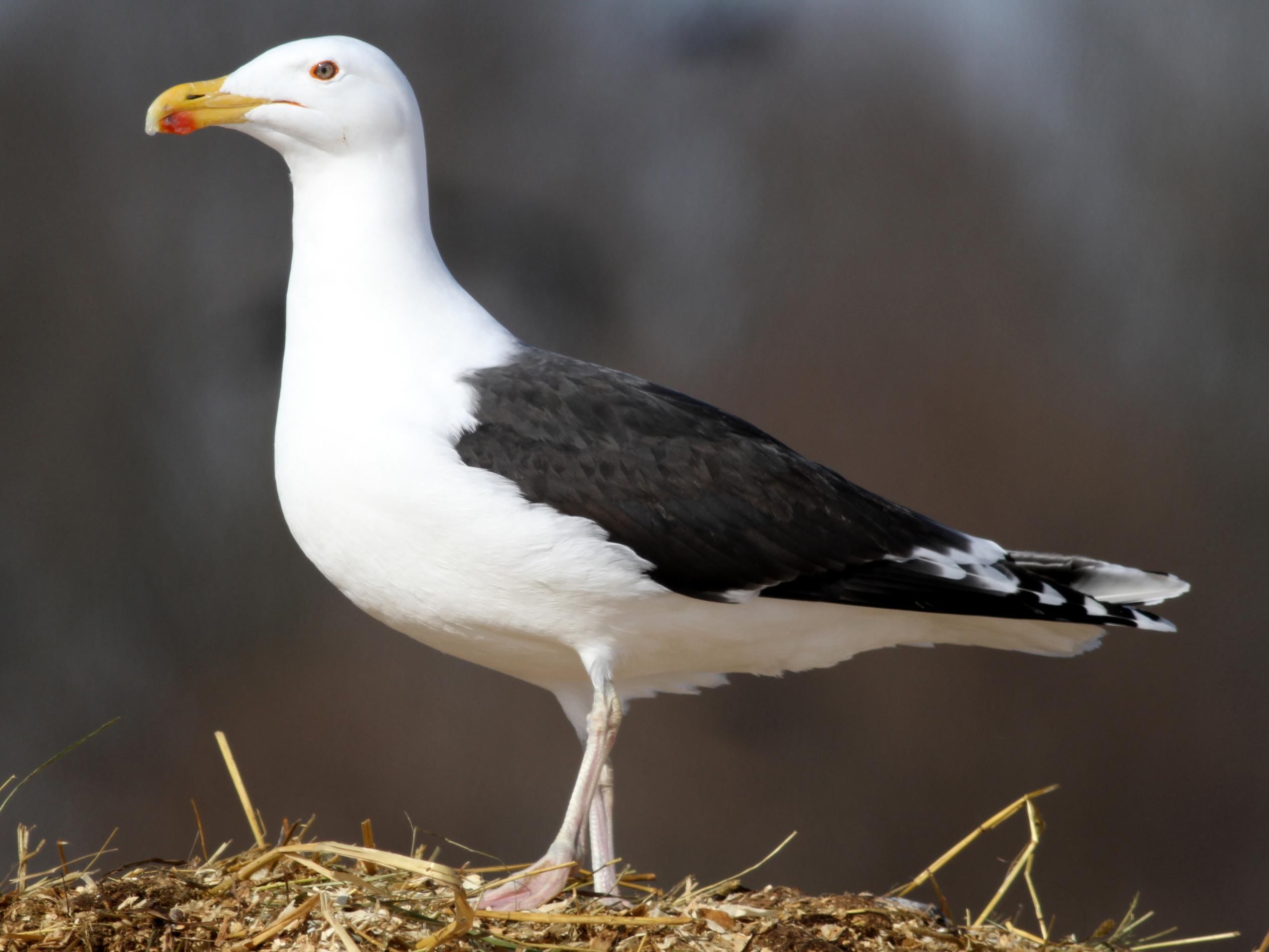 What's a Tough Call in Bird Watching? Identifying a Gull - WSJ