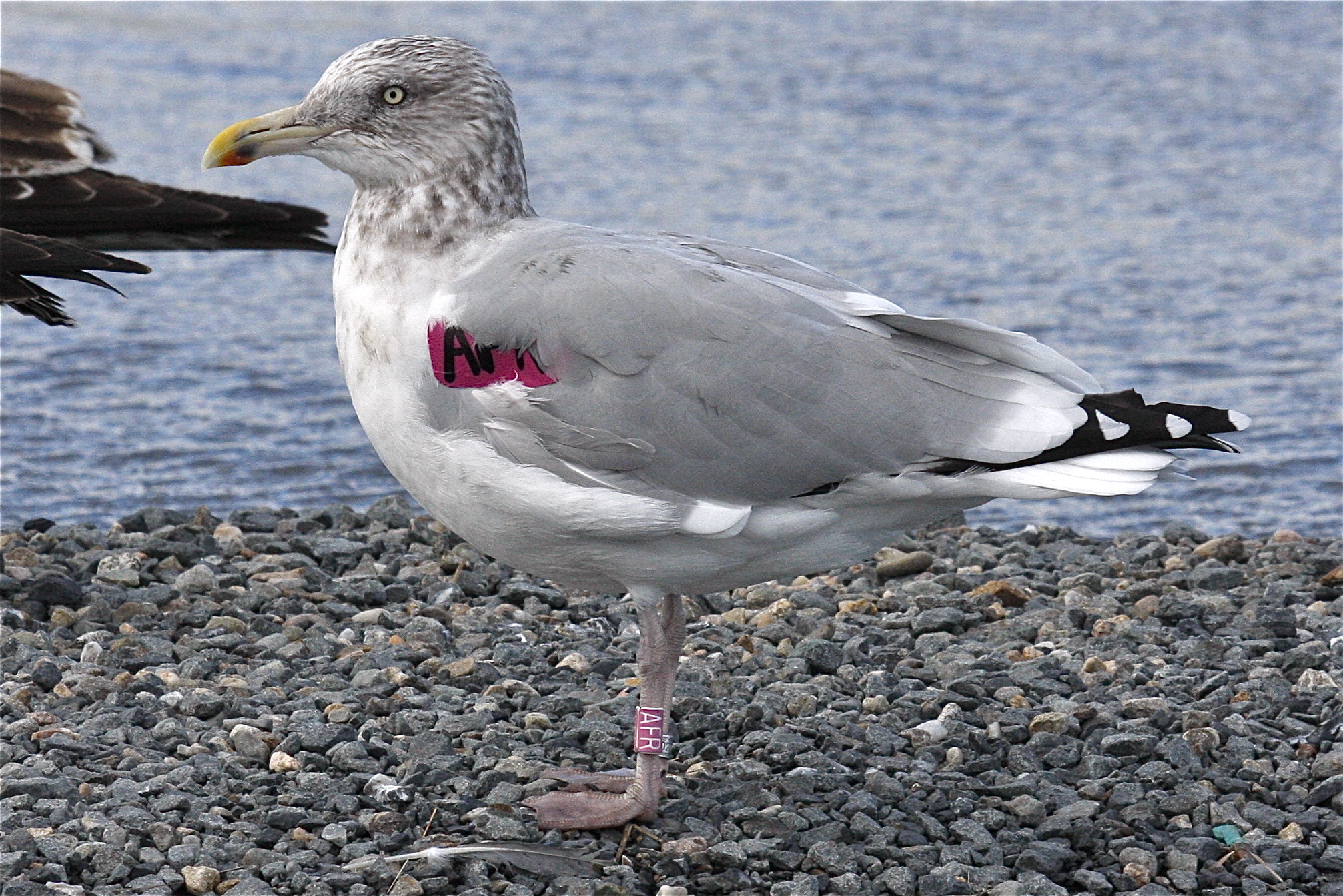 Herring Gull | Sable Island Gulls