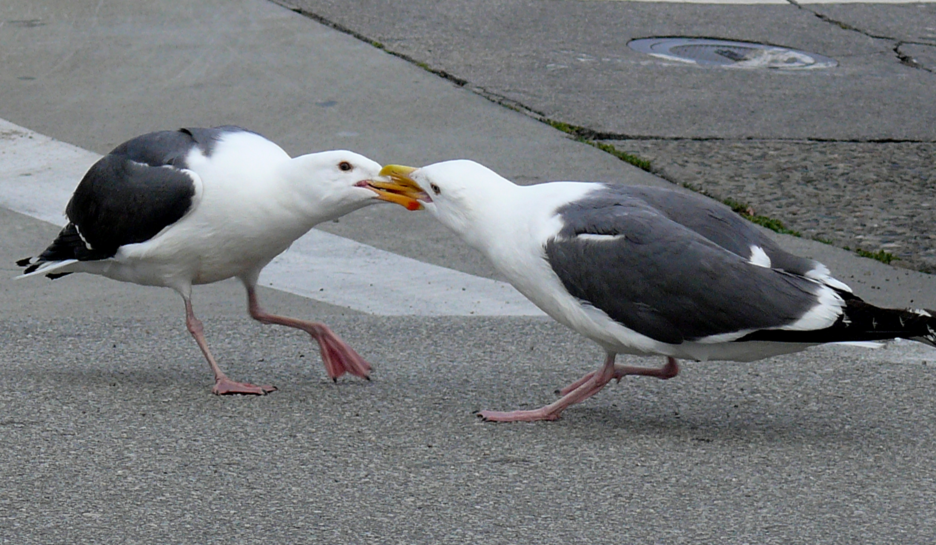 File:Western Gulls fighting for mates.jpg - Wikimedia Commons