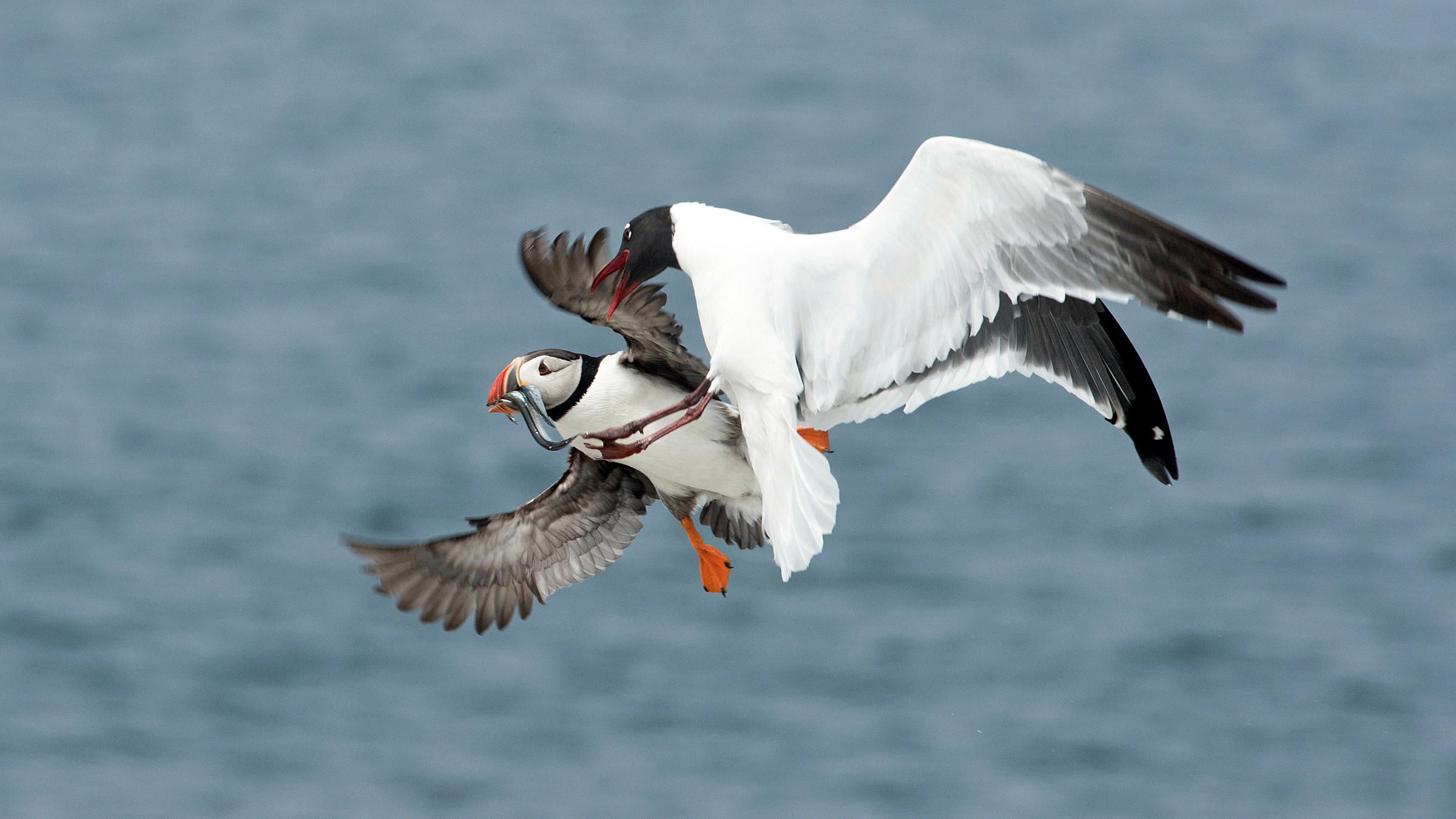 Are Gulls Jerks? | Audubon