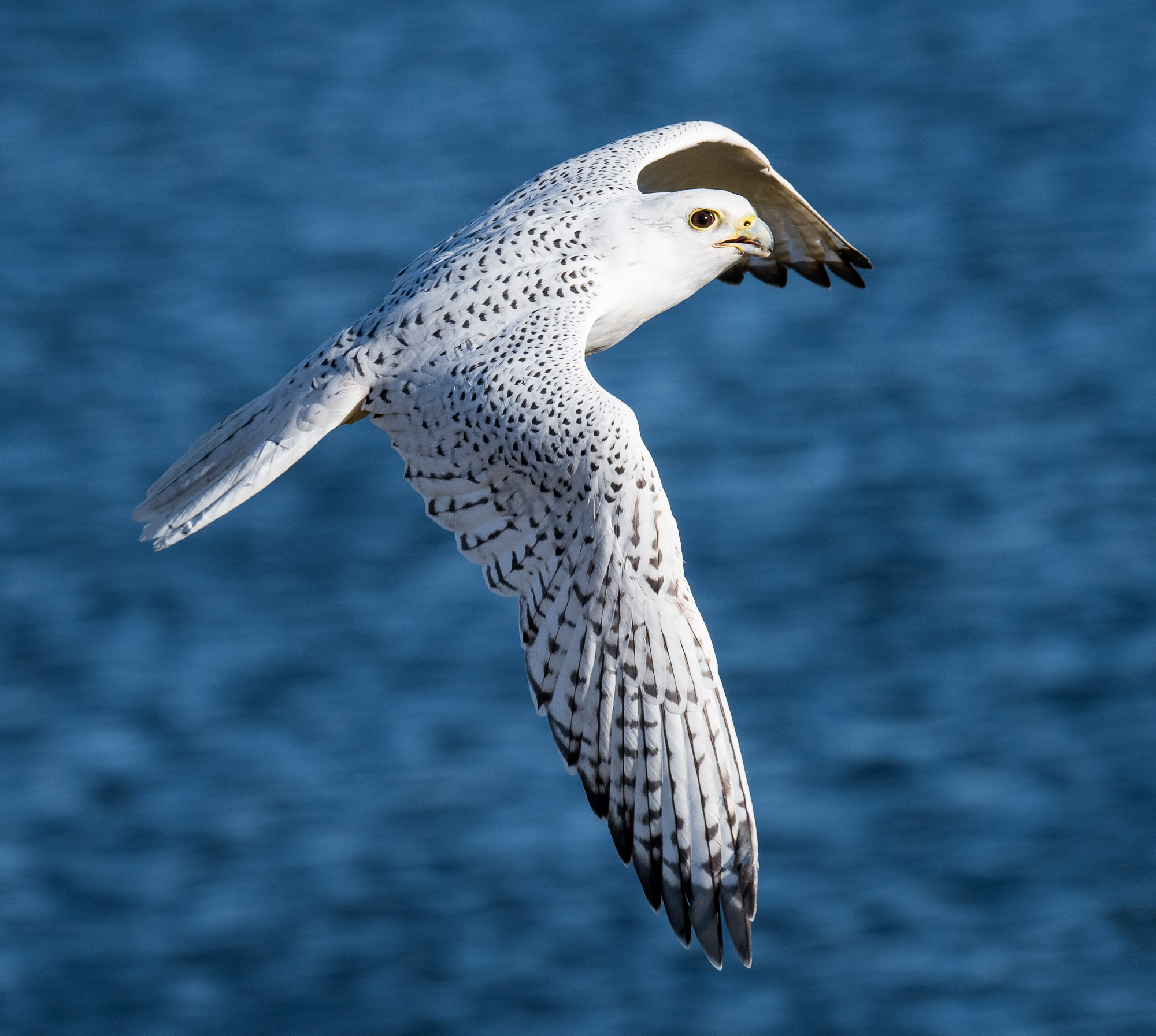 Gyrfalcon flying over lake - Boulder, Colorado - Fred Wasmer Photography