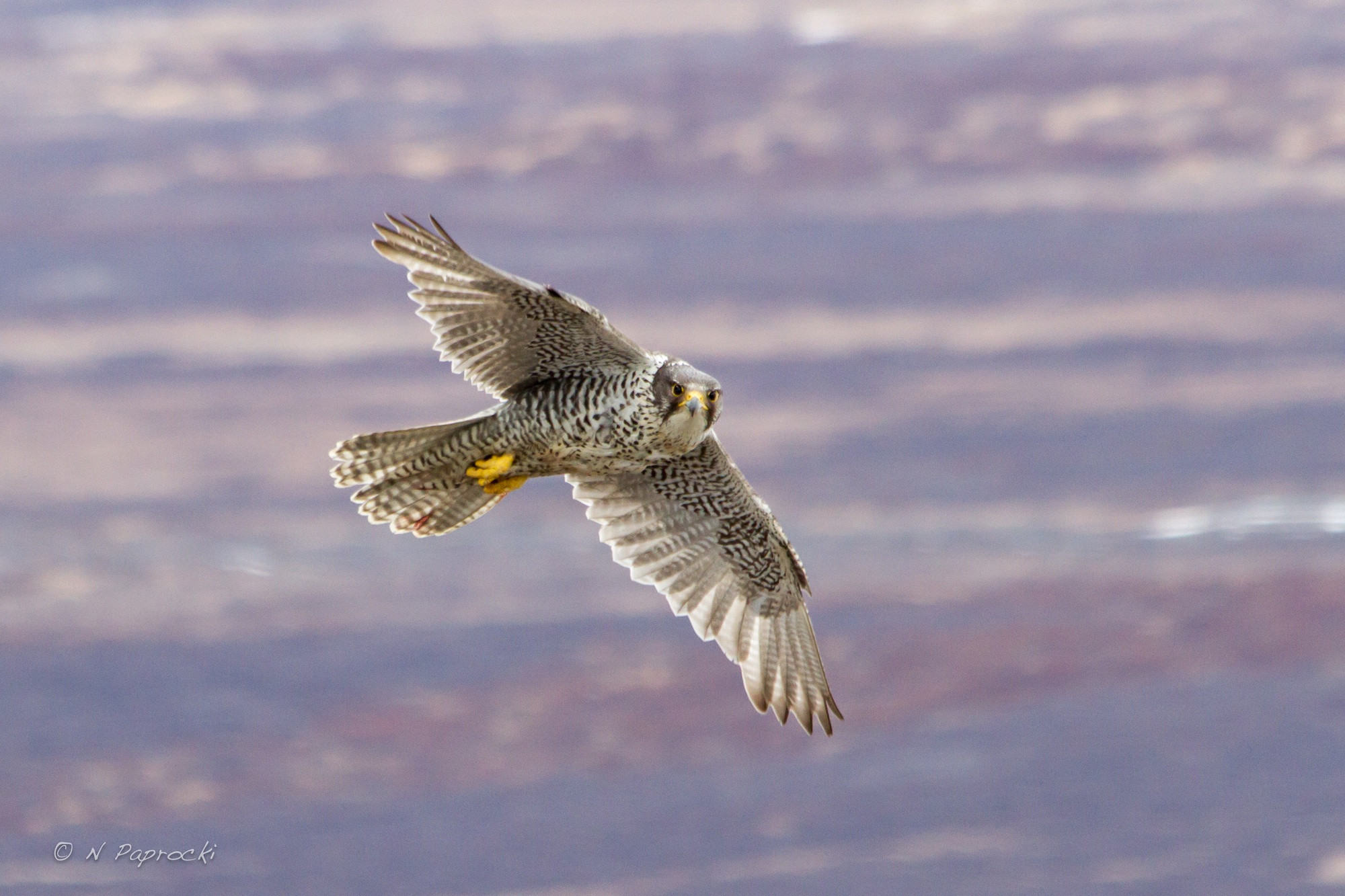 Gyrfalcons, Ptarmigan and Climate Change - Wild Lens