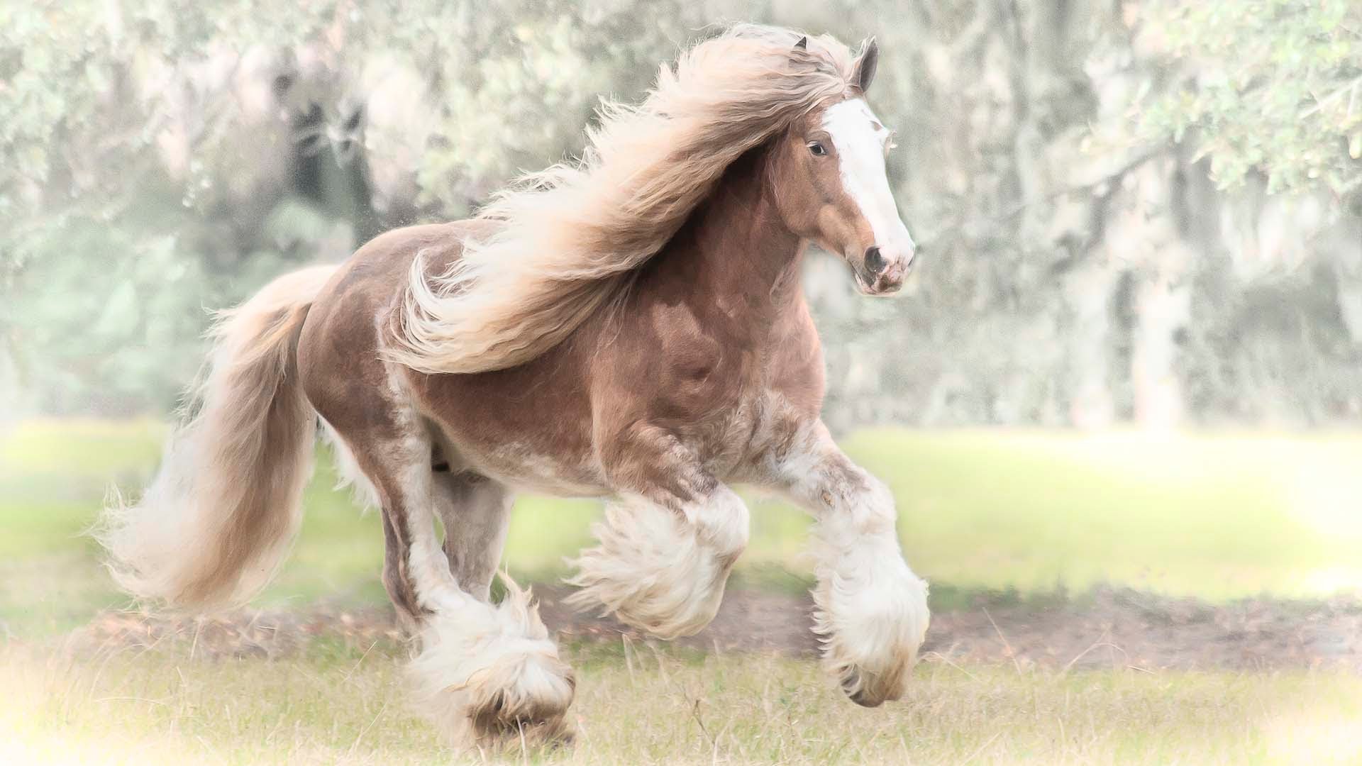 Gypsy Vanner Horse stallion 