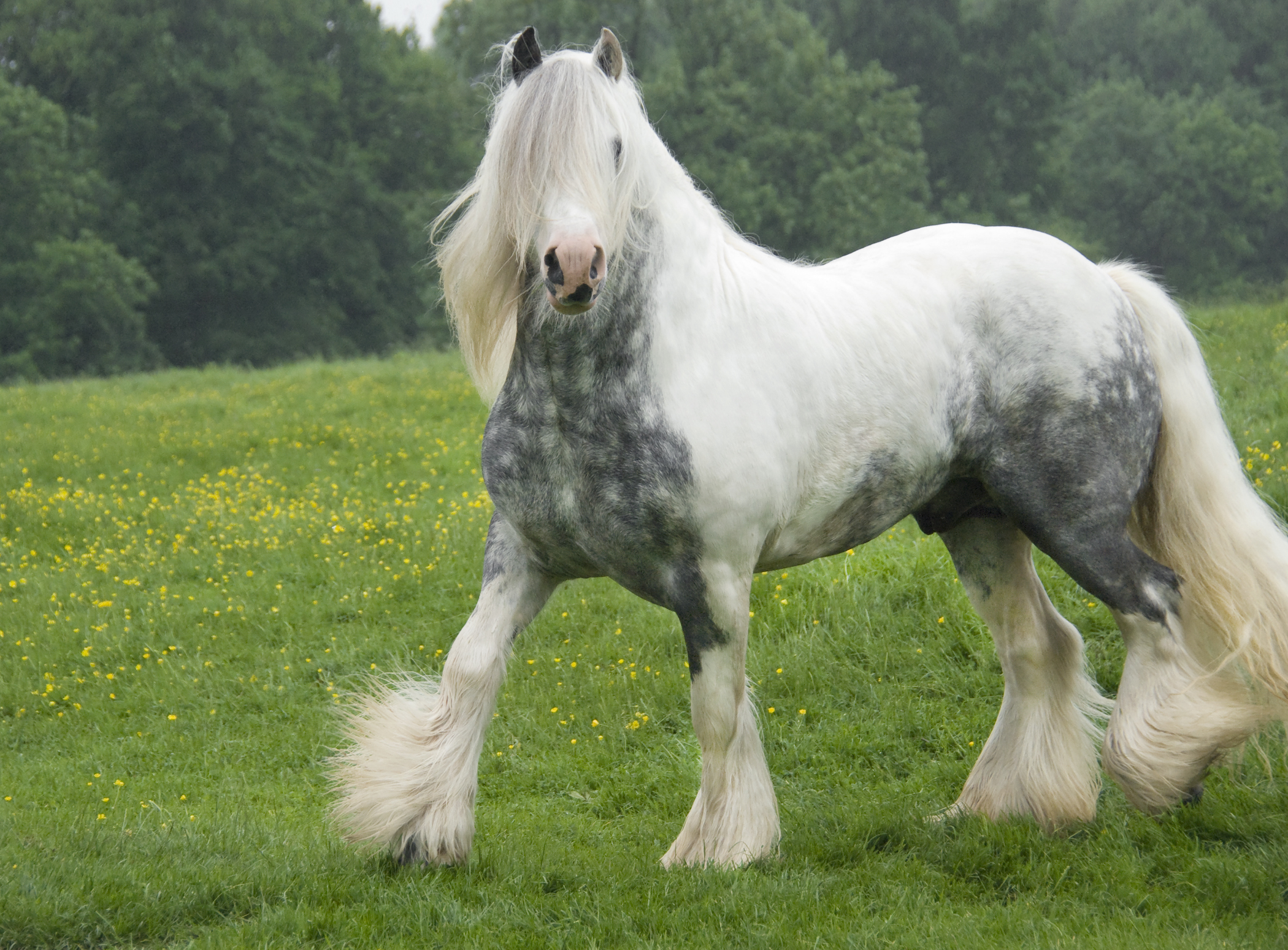The Gypsy Horse, also known as the Gypsy Vanner (US, CAN) and Gypsy ...