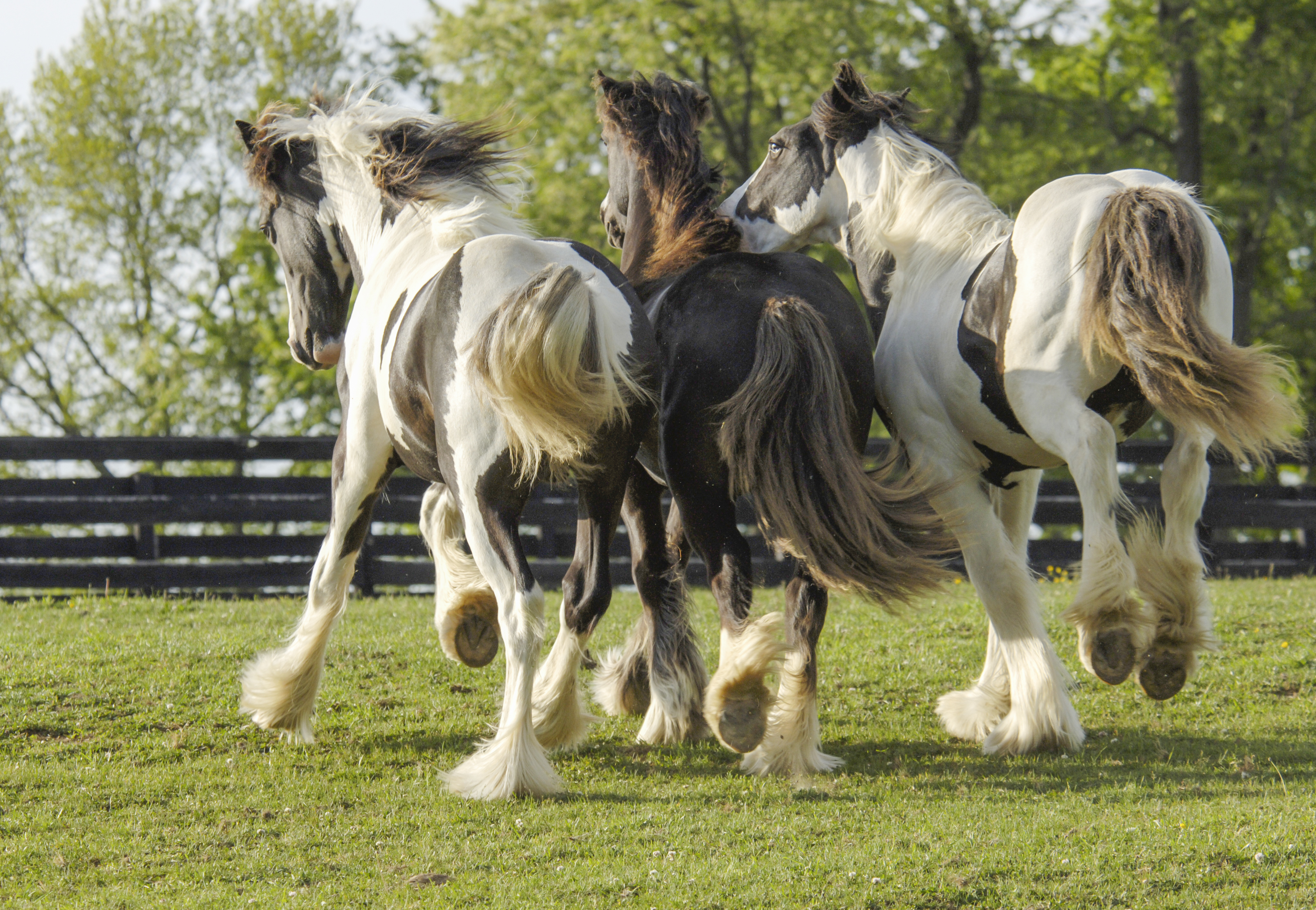 15 Gorgeous Gypsy Vanner Horses Right out of Your Favorite Fairy Tale