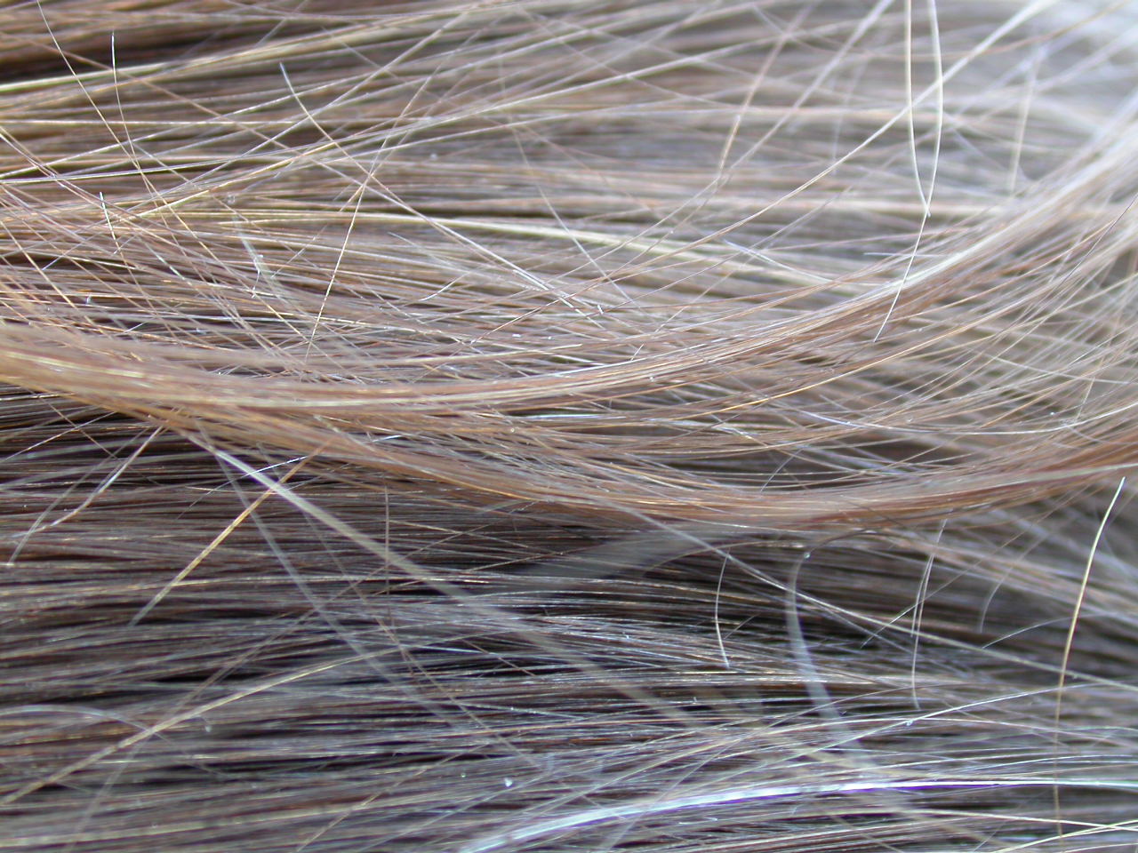 Конский волос текстура