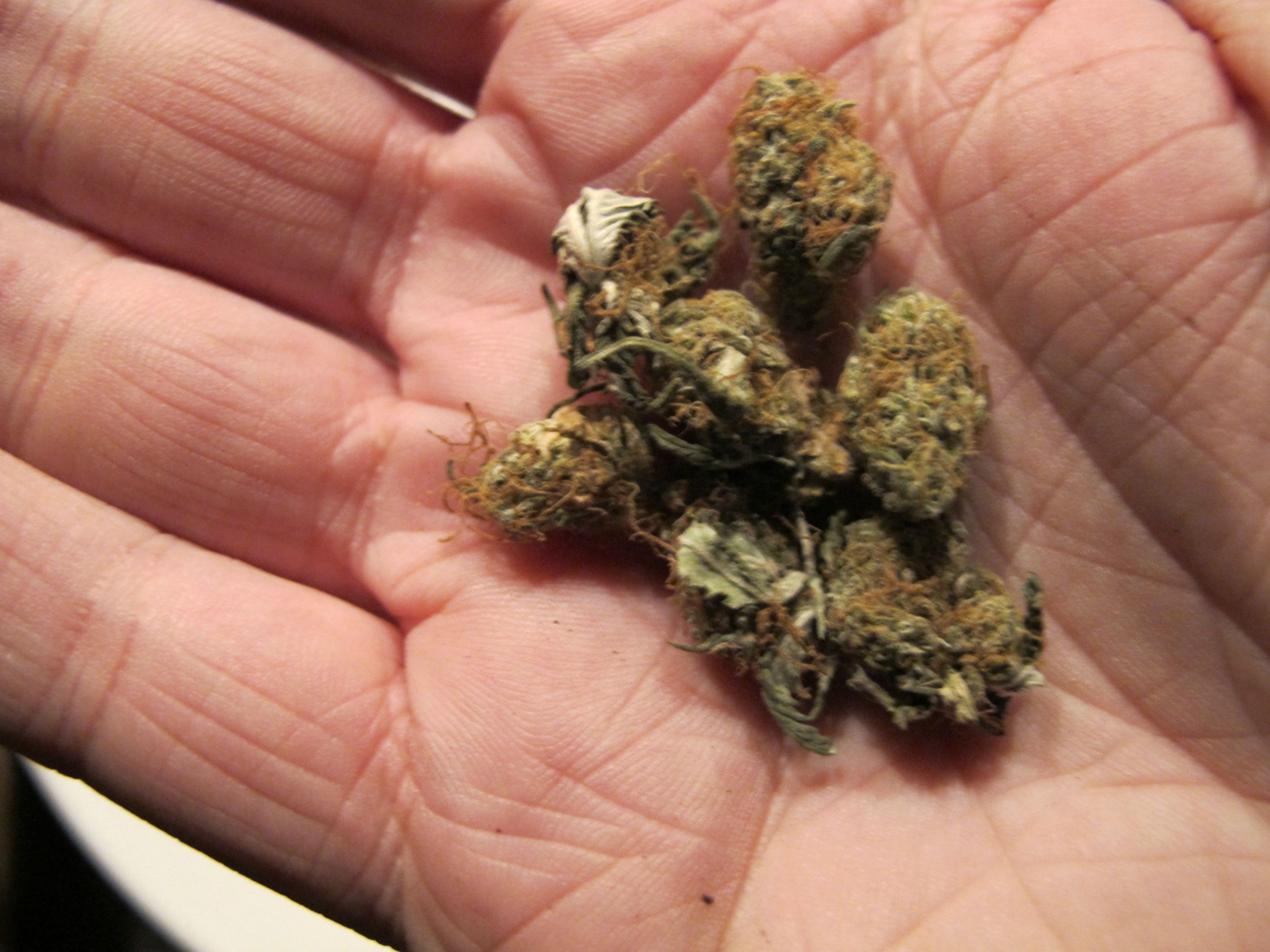 Hairy Buds... | Grasscity Forums
