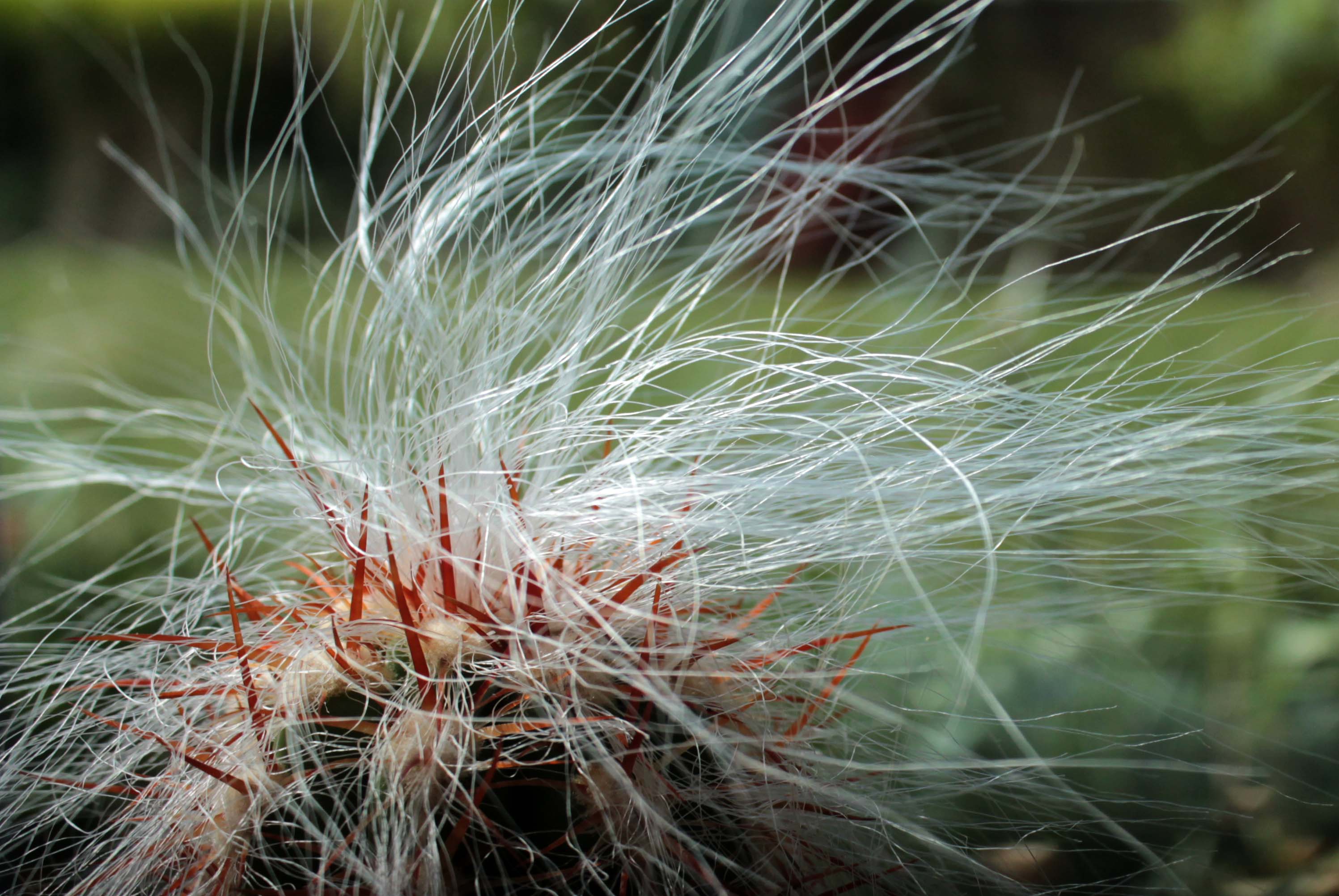 hairy cactus – An Enchanted Place