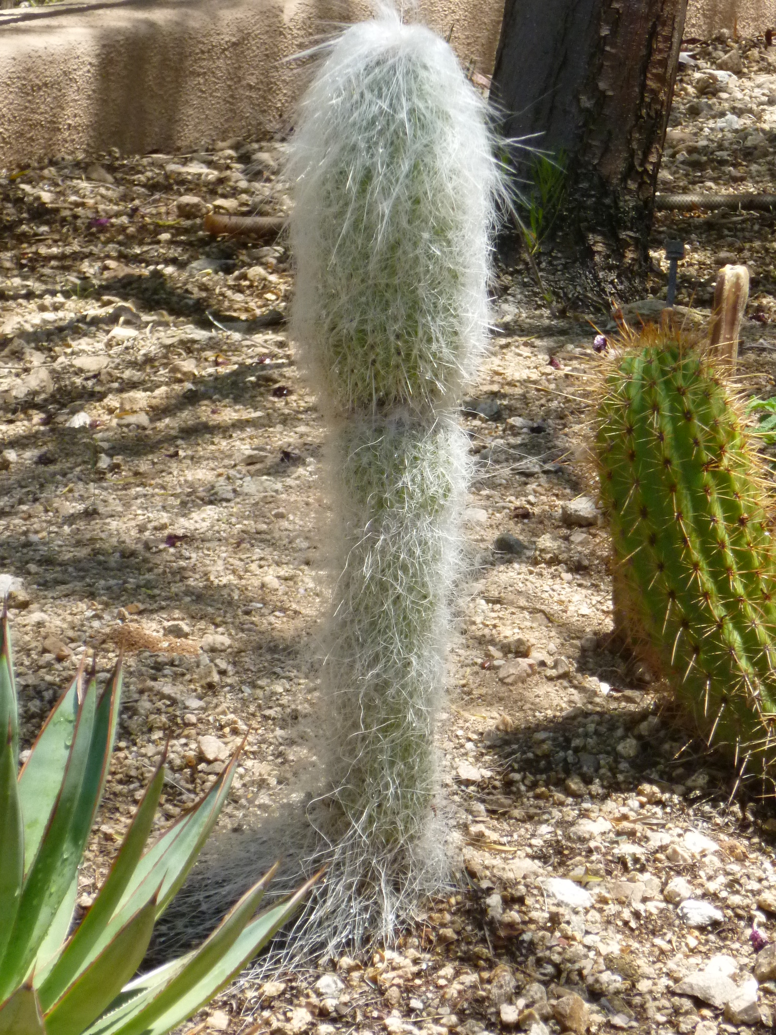 Old Man hairy Cactus – a cactus with white hair – Tjs Garden