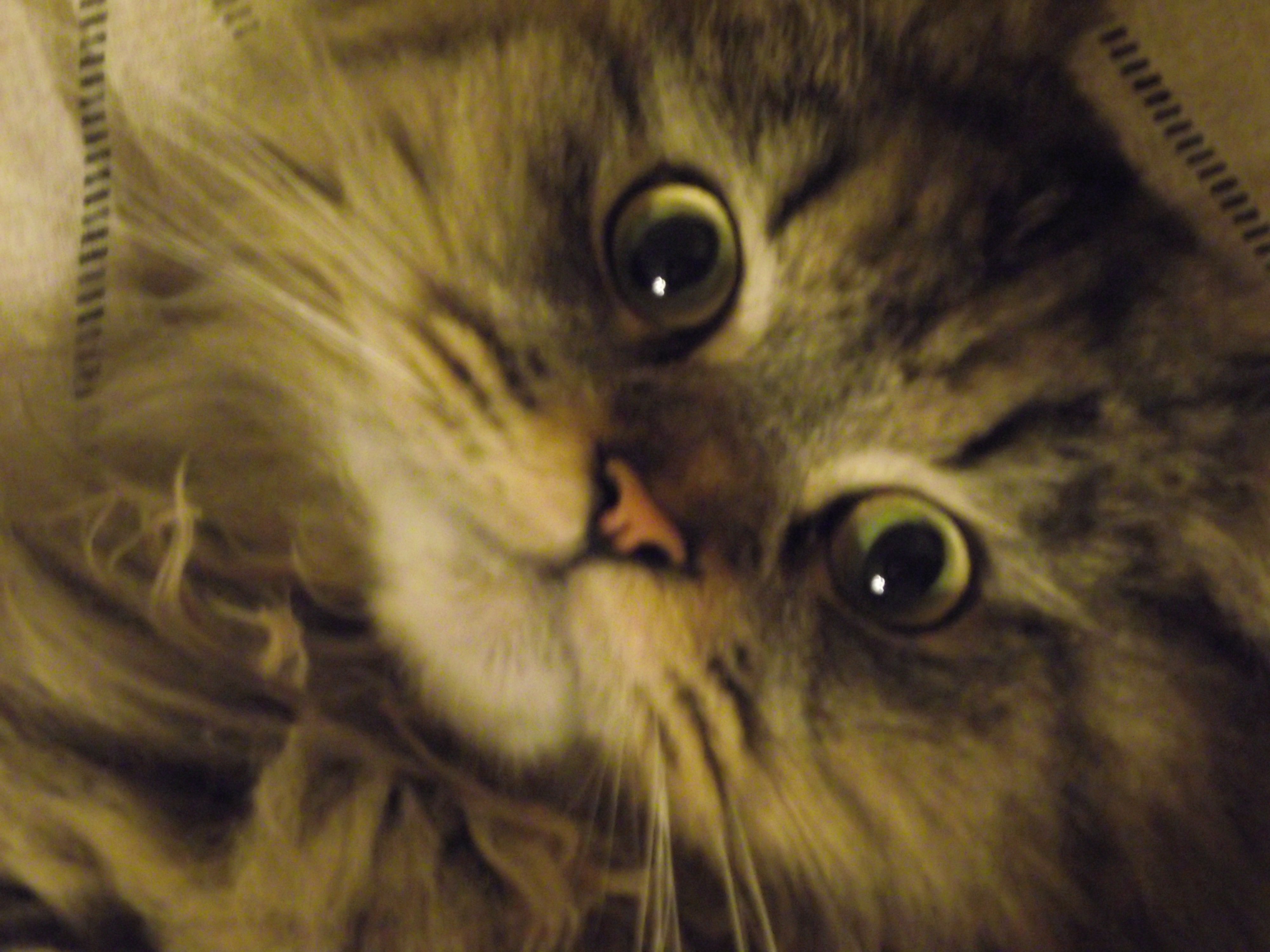 Alfred Cat Owl Hairy Kitten | Alfred HAIRY GRUMPY CAT Kitten Grouch ...