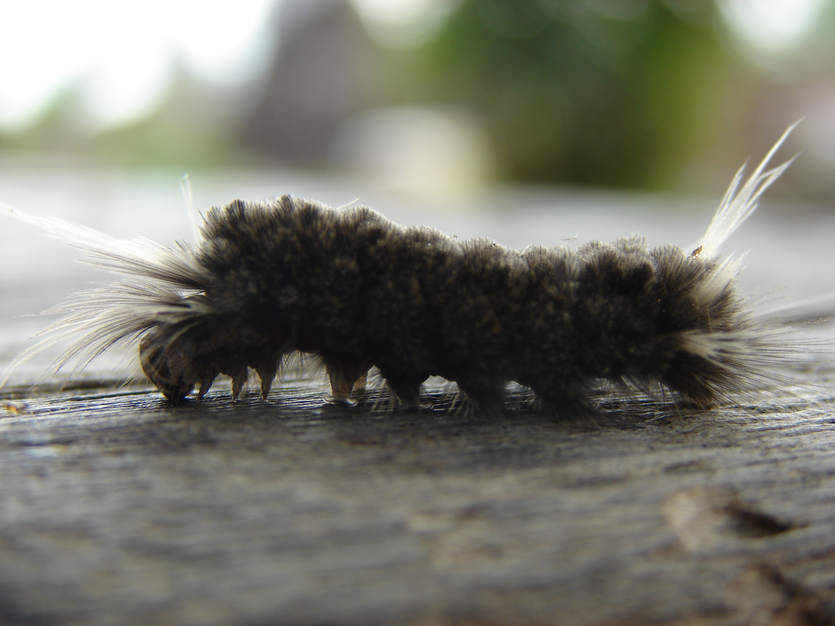 Hairy caterpillar photo