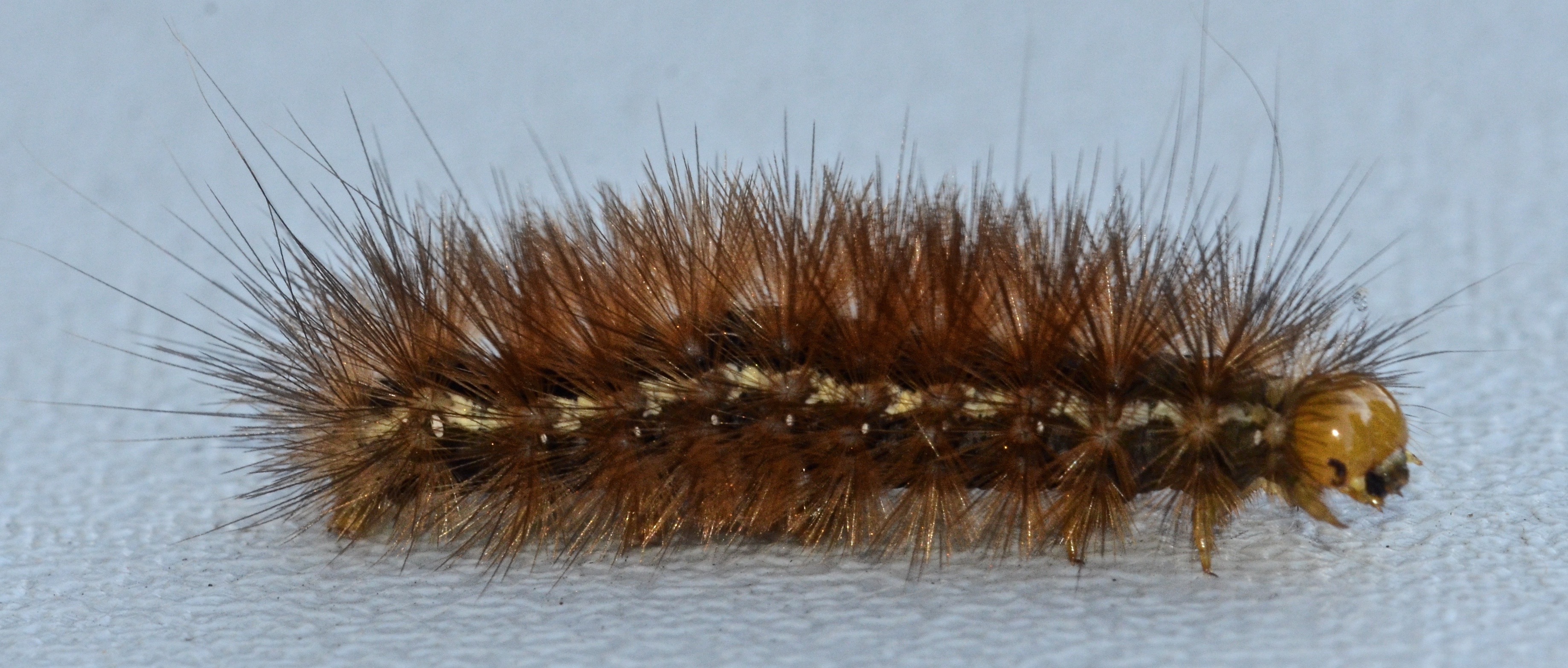 NaturePlus: Please id this hairy caterpillar.