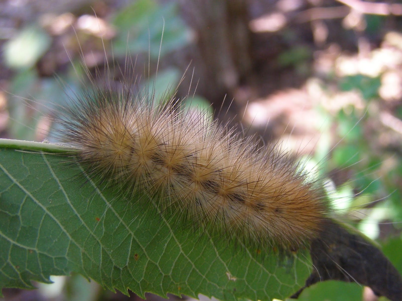 Blue Jay Barrens: Hairy Caterpillar