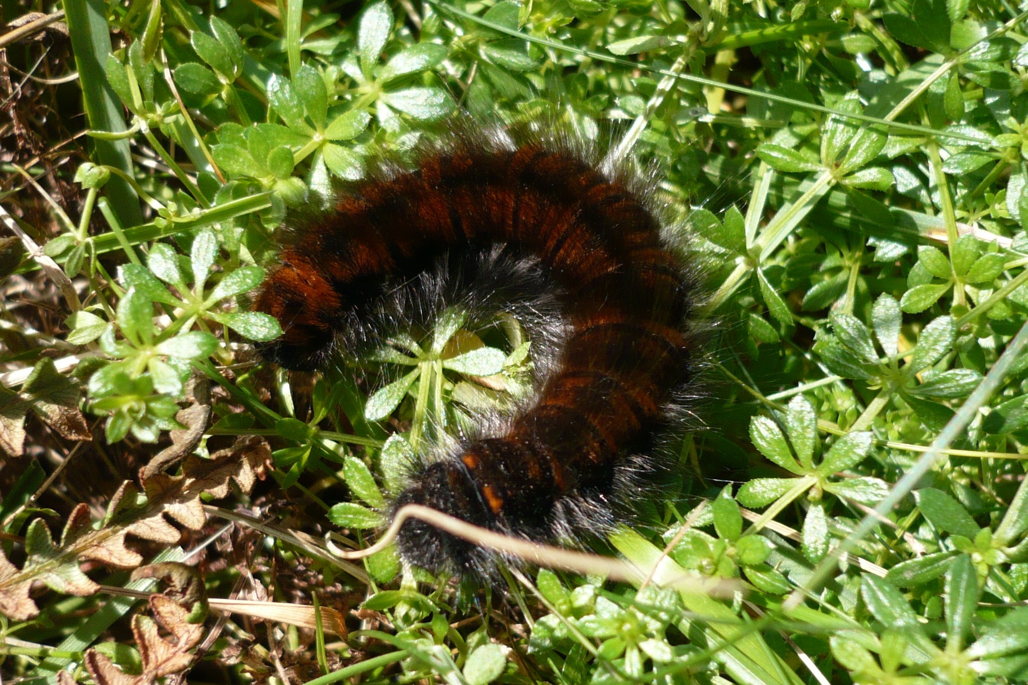 NaturePlus: Hairy caterpillar