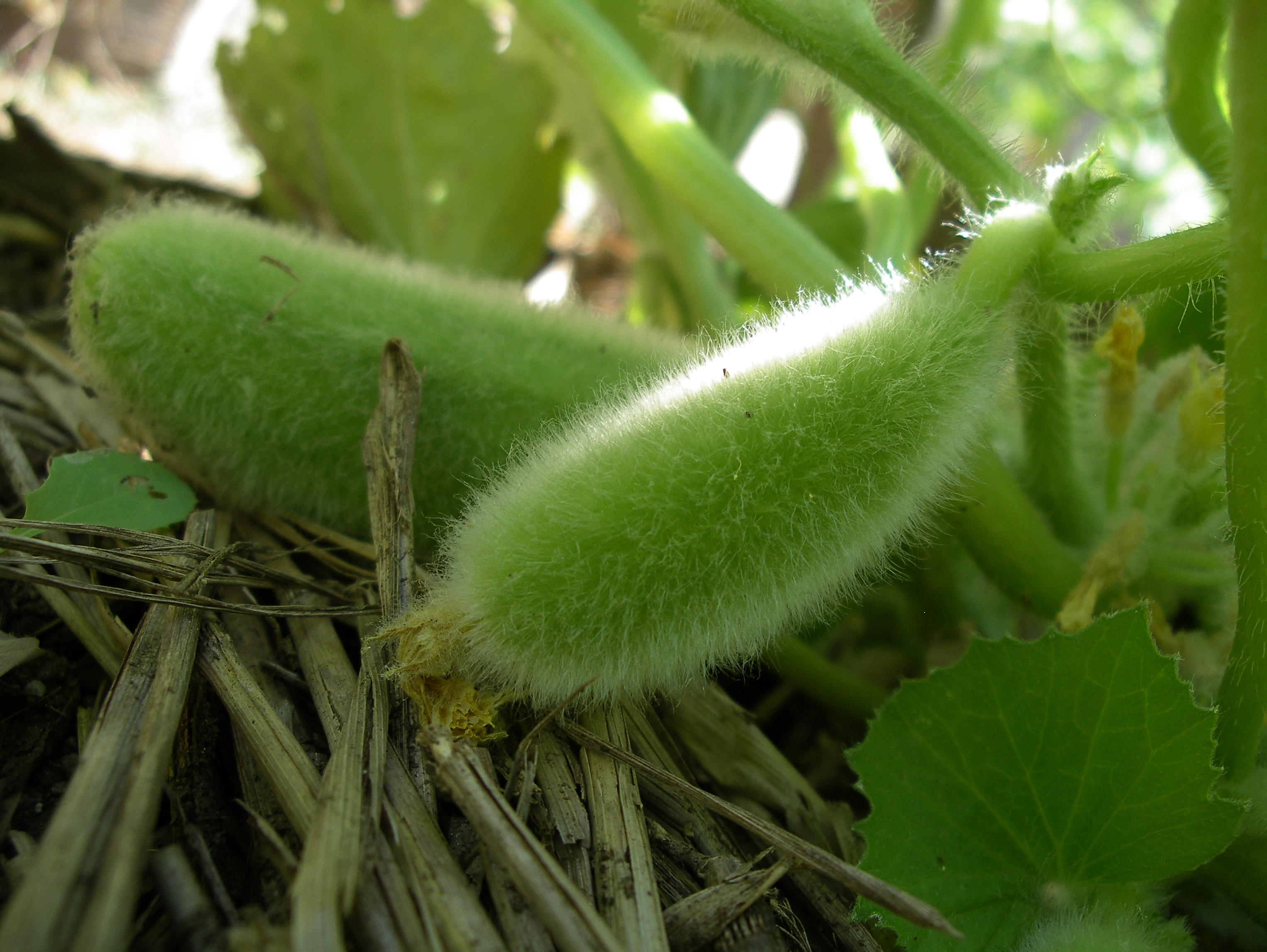 Hairy Cucumber, Bari | A Kitchen Garden Notebook
