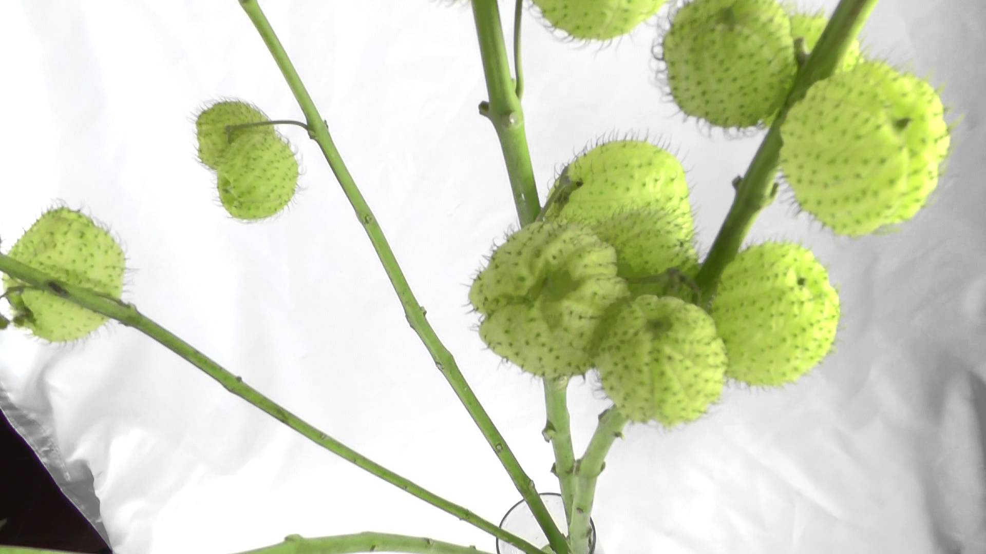 Asclepias Pods Green - also called Hairy Balls or Swan Plant - YouTube