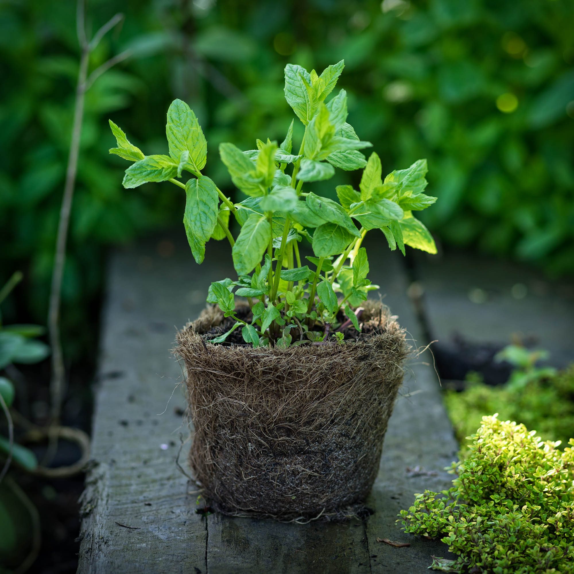 Mint in a Hairy Pot