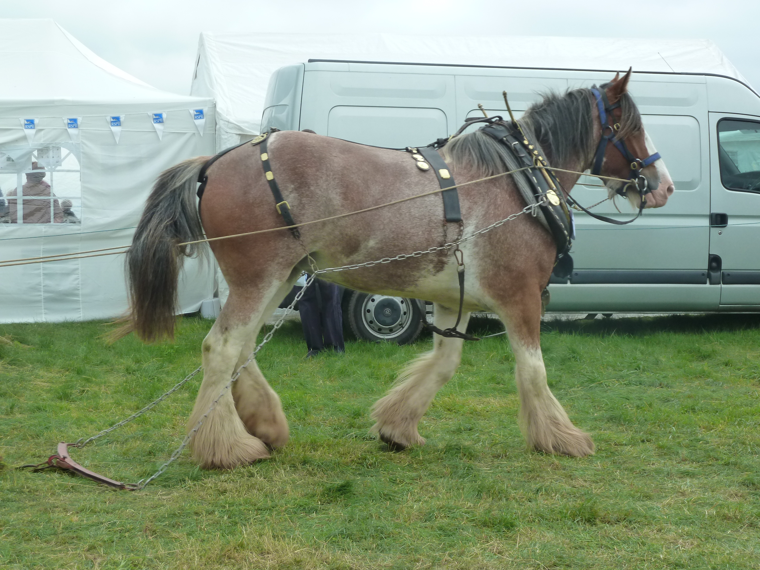 Hairy horses are beautiful (2) | lesleylodge