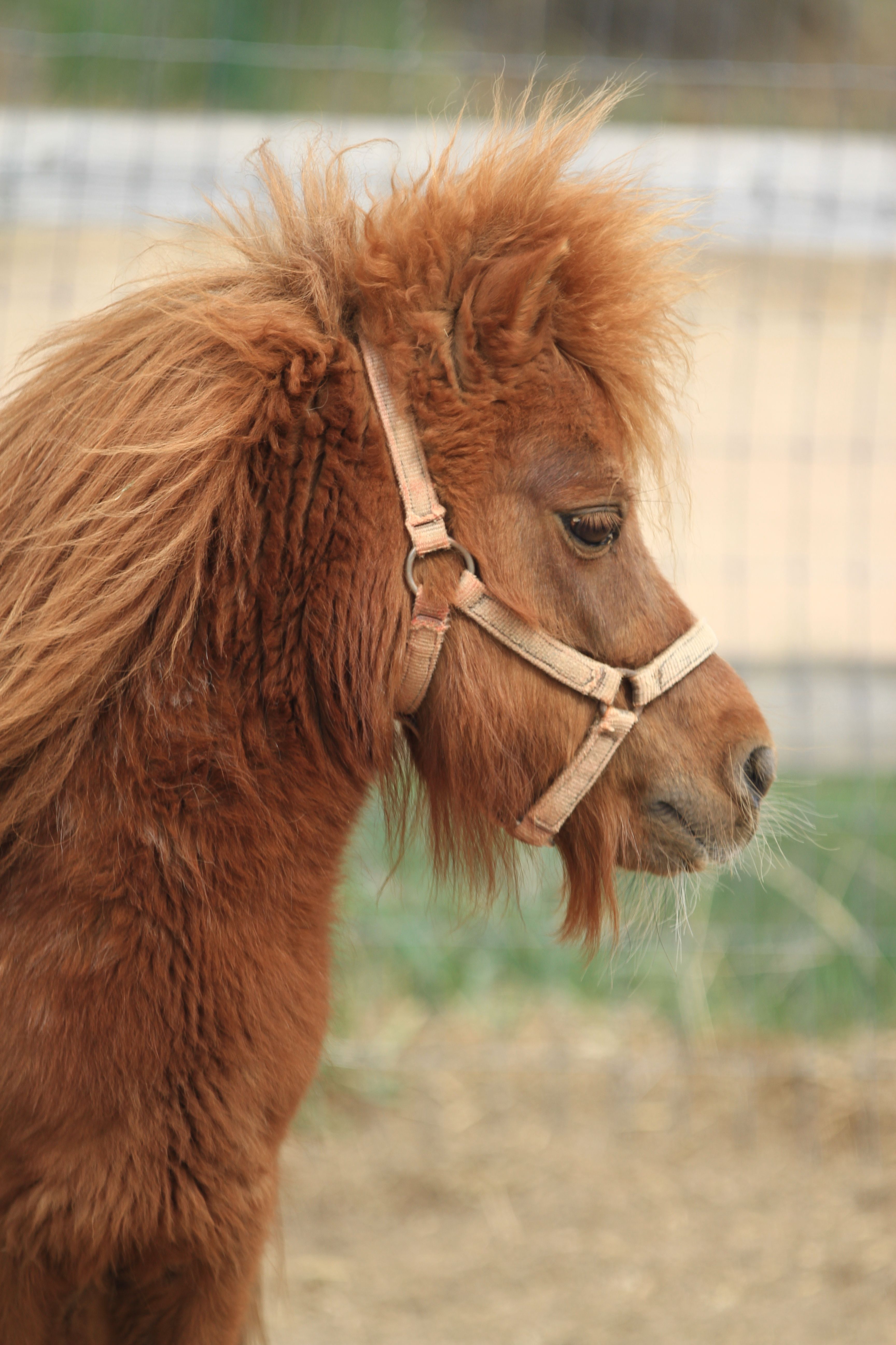 Shetland Pony during the hairy season~lol | Ponies and Mini Horses ...