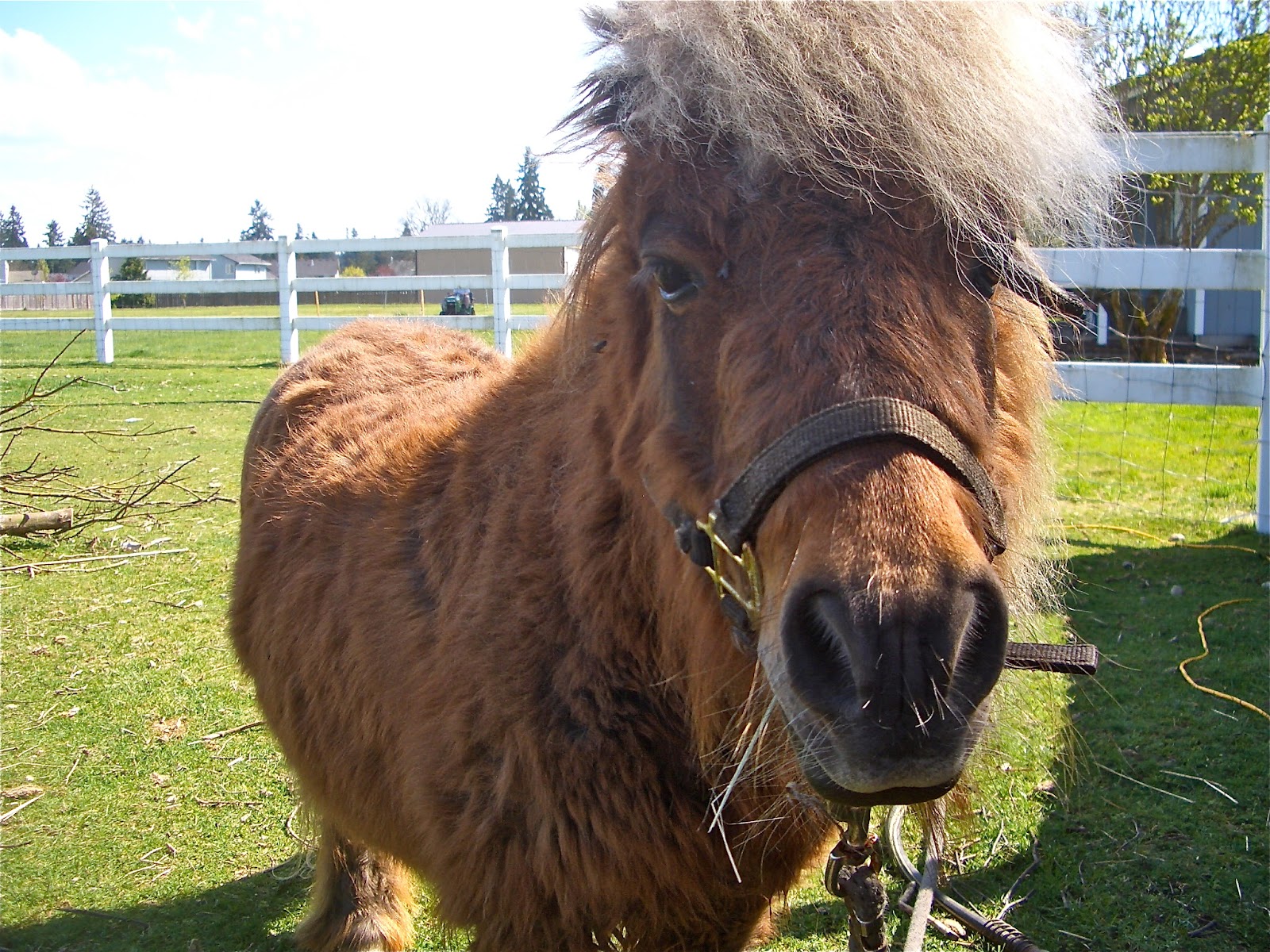 Life with Kids : Meet Paladin {the miniature horse}