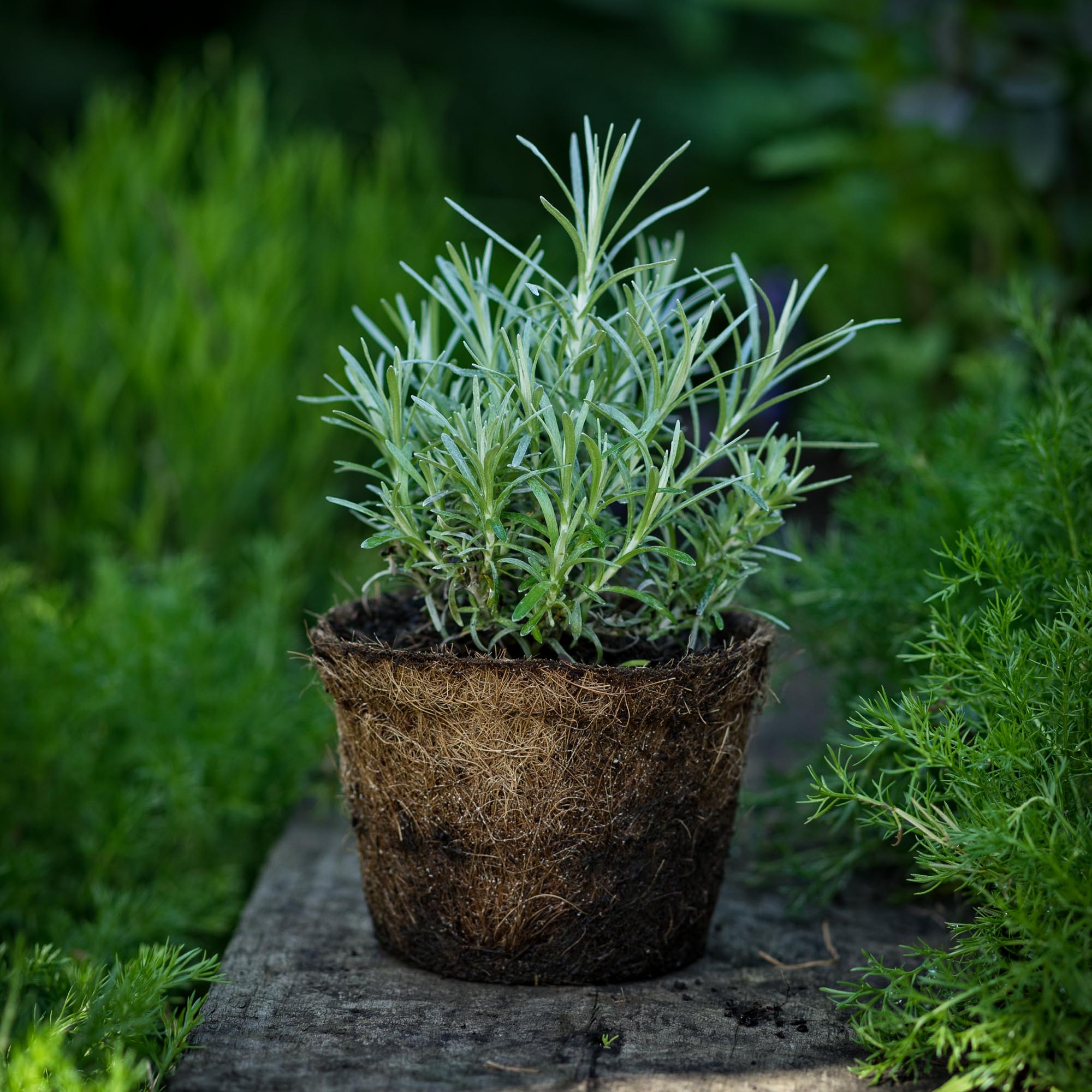 Buy Curry Plant in a Hairy Pot | Hairy Herbs | Burford Garden Company