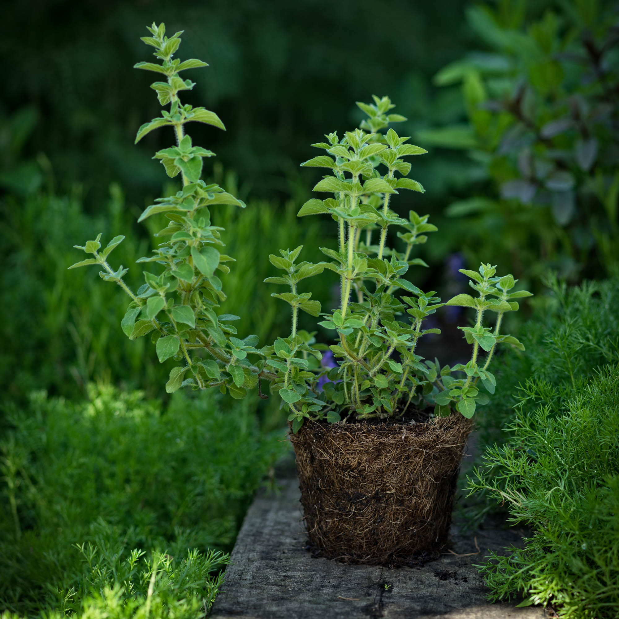 Buy Green Oregano in a Hairy Pot | Hairy Herbs | Burford Garden Company