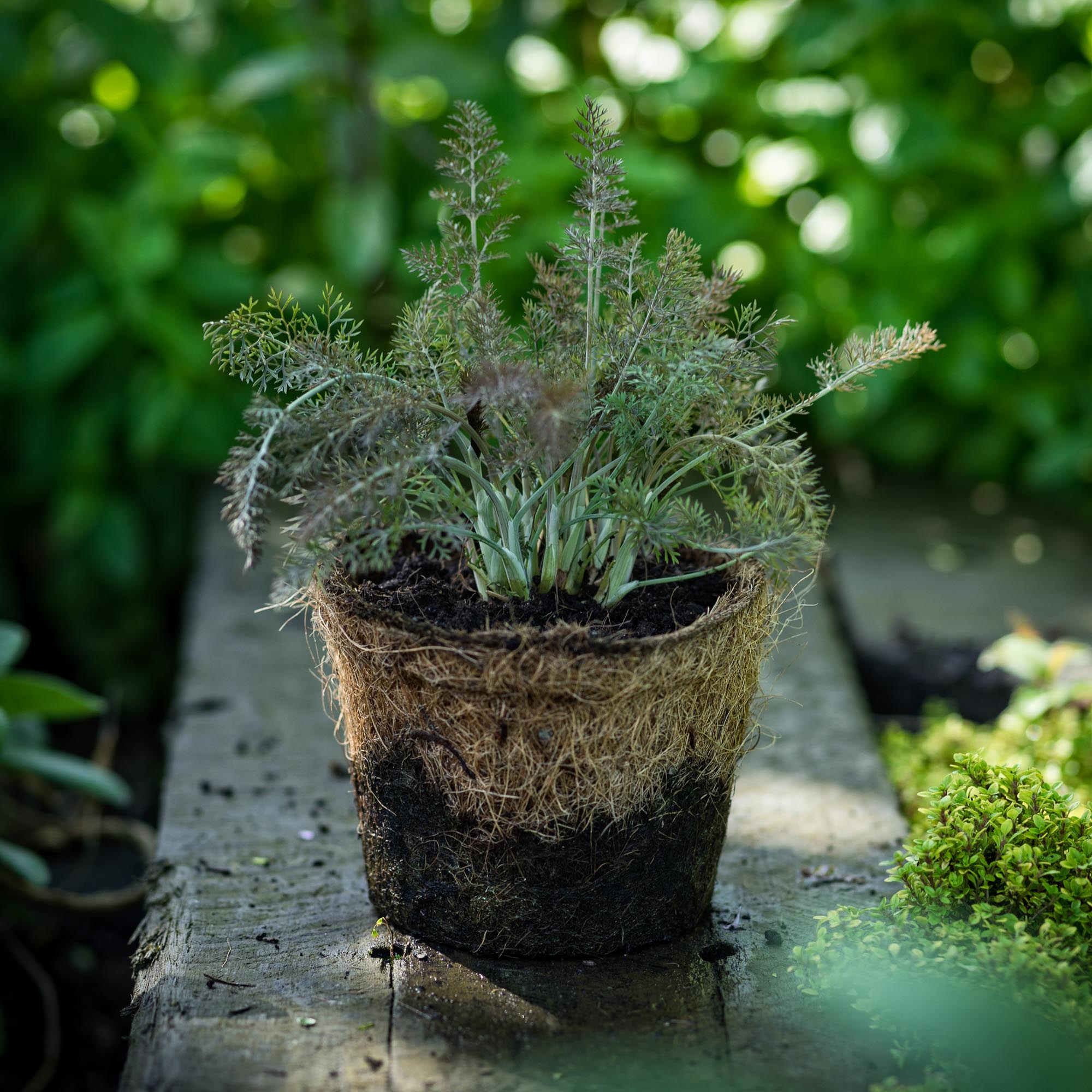 Buy Bronze Fennel in a Hairy Pot | Hairy Herbs | Burford Garden Company