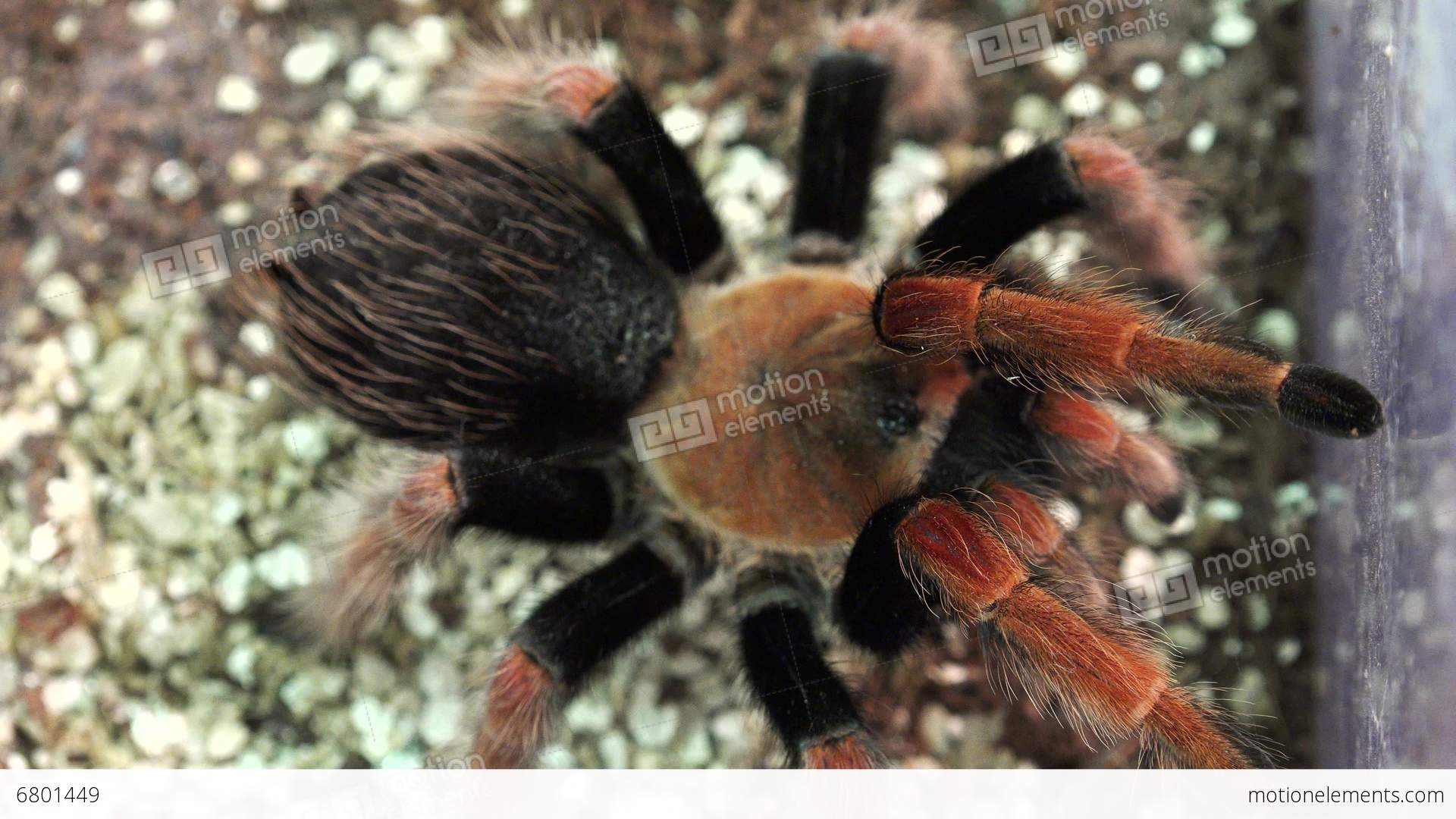 Hairy spider photo