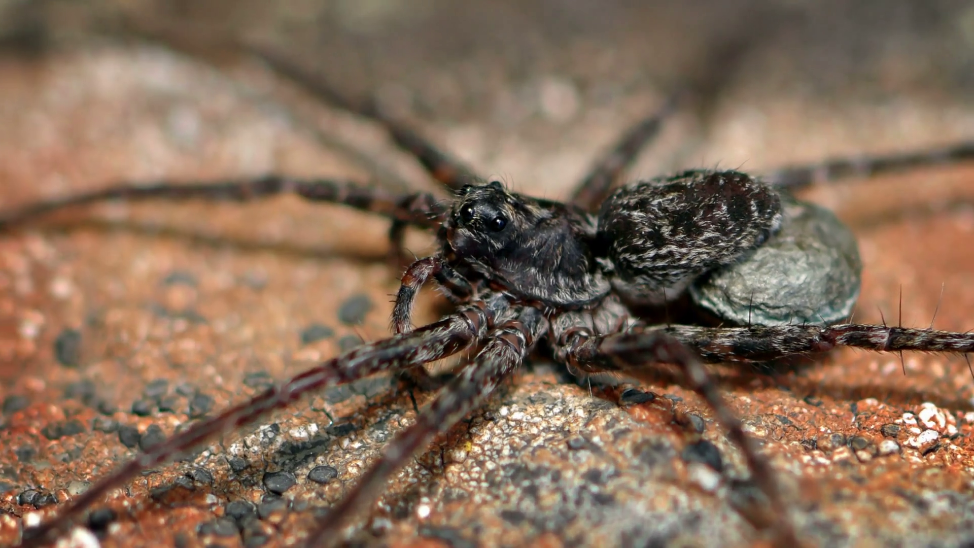 Closeup of a Large Hairy Spider on a Rock Stock Video Footage ...