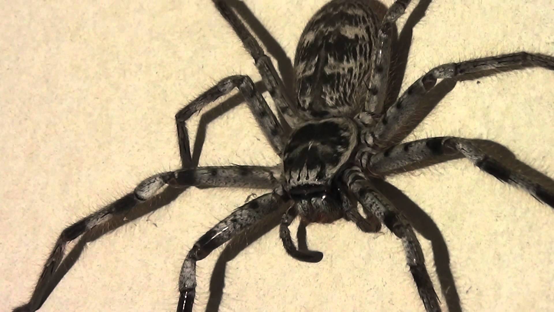 Big Hairy Spider /╲/\(╭•̀ﮧ •́╮)/\╱\ - YouTube