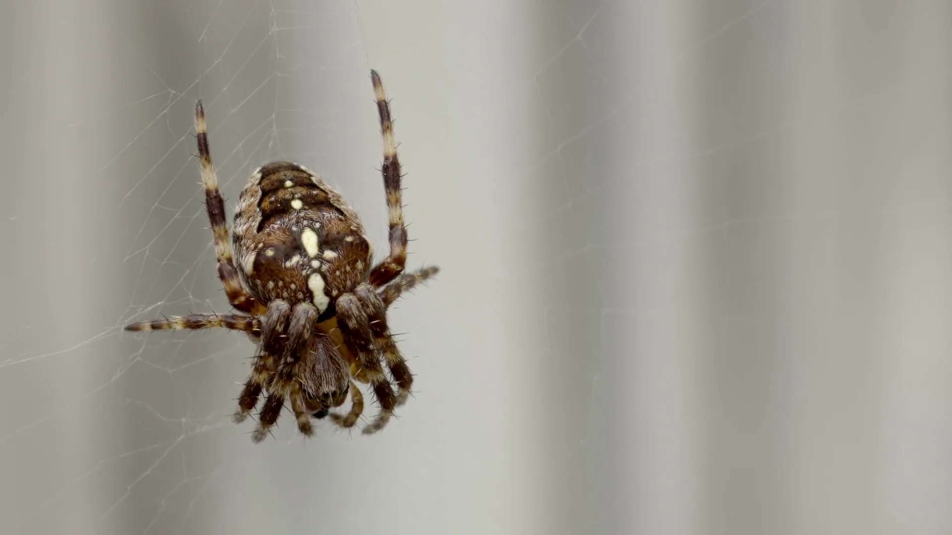 Spider on a web extreme close up stock footage. A brown hairy spider ...
