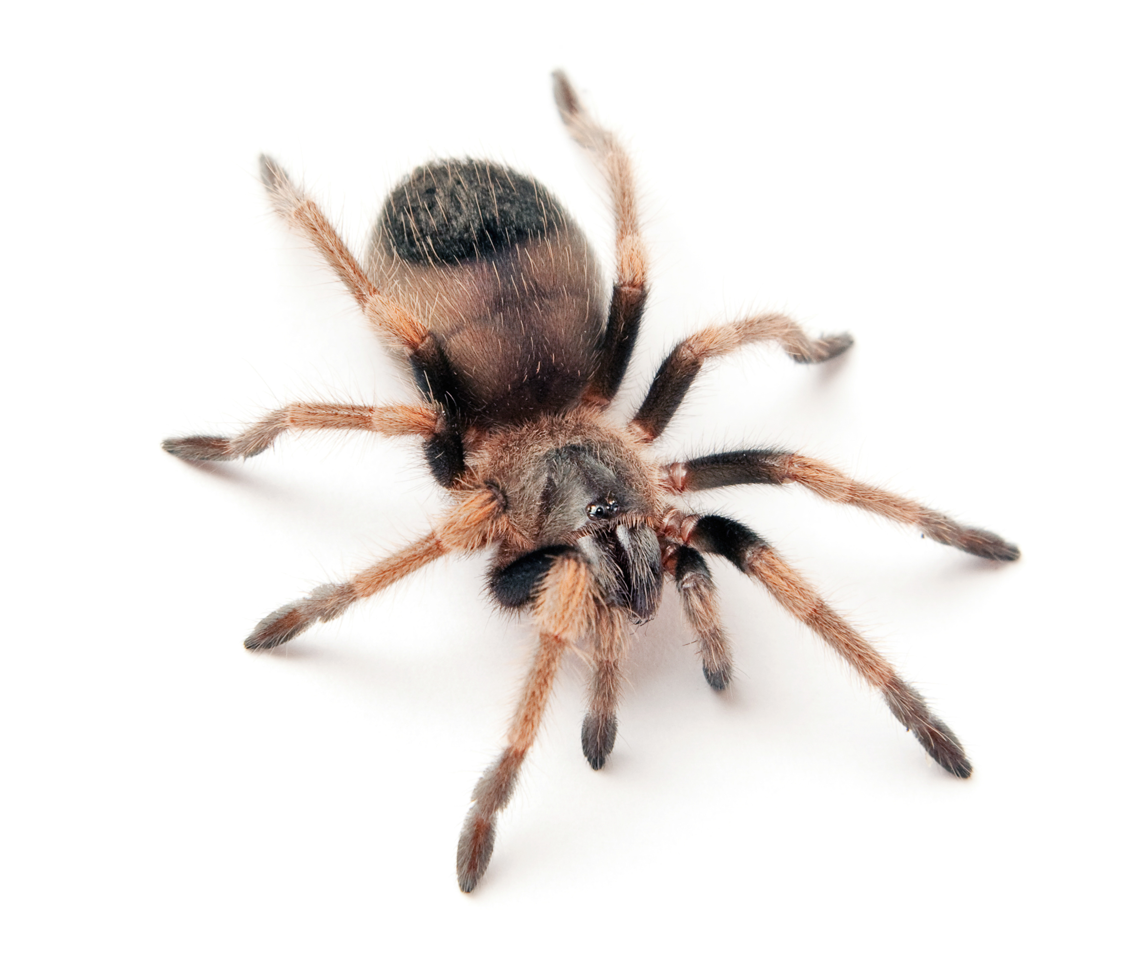 Hairy Spider, Albopilosum, Sign, Nature, One, HQ Photo